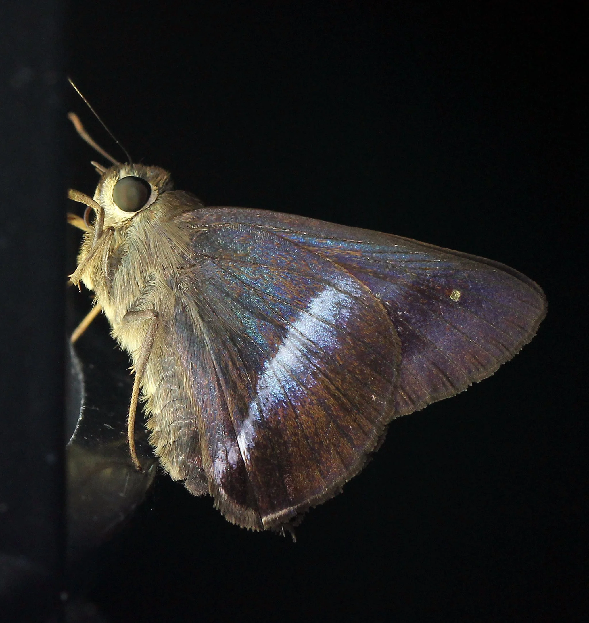 Hesperiidae - Hasora badra - Koh Lanta, Thailand