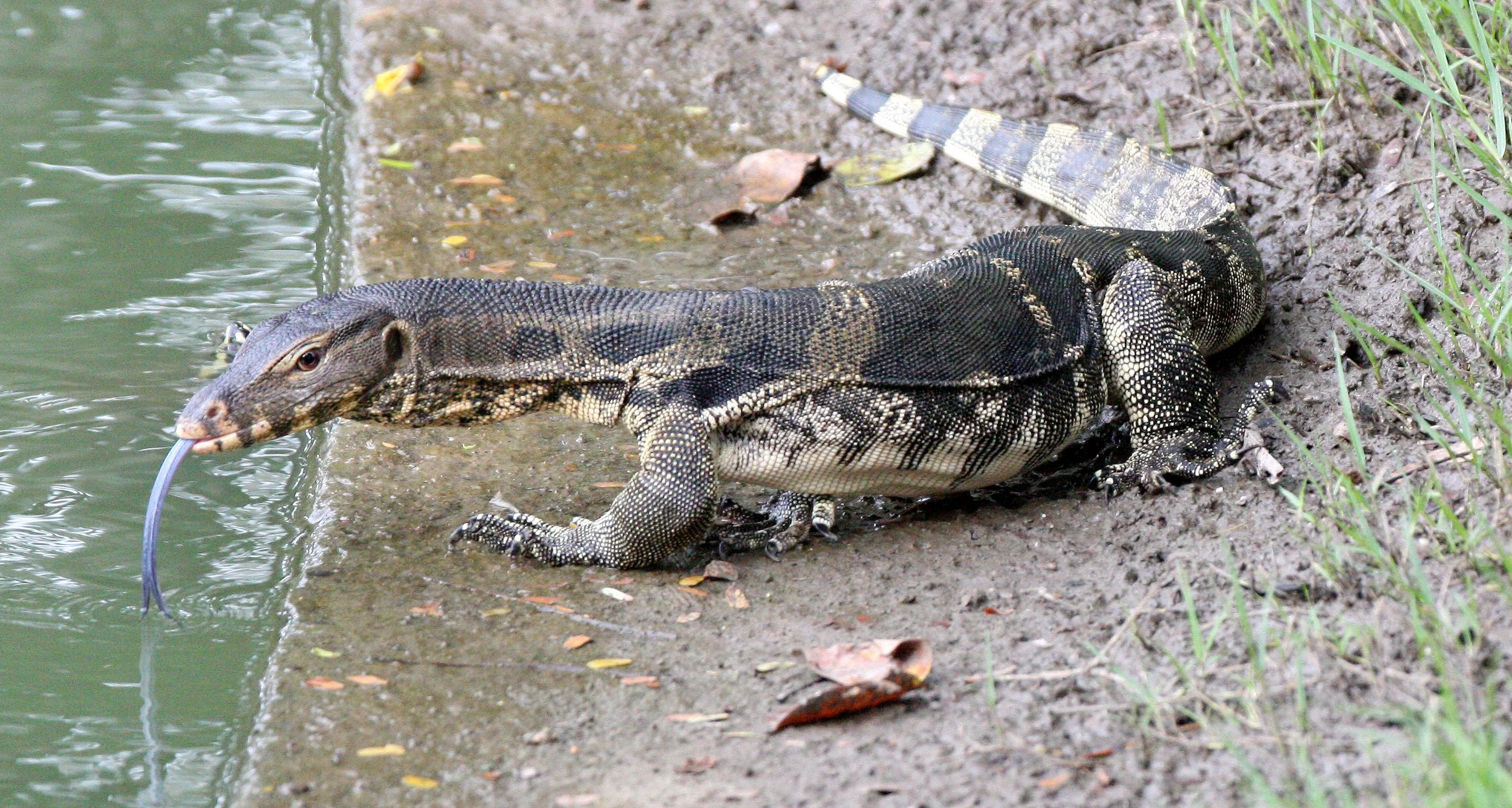 Varanus salvator macromaculatus - SOUTHEAST ASIAN WATER MONITOR LIZARD - LUMPINI PARK BANGKOK THAILAND (7).JPG