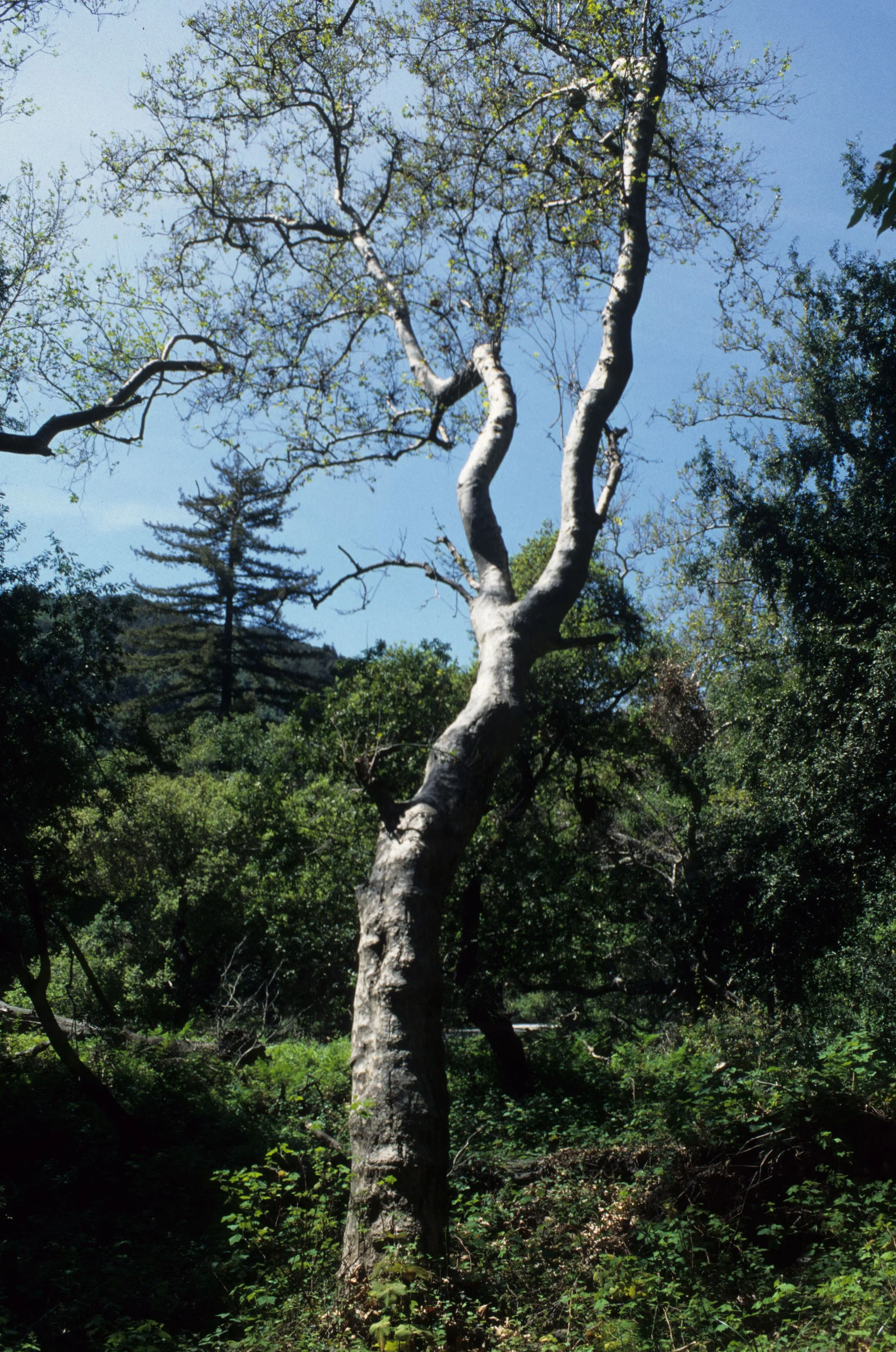 CALIFORNIA - BIG SUR - PLATANUS RACEMOSA - WESTERN SYCAMORE.jpg