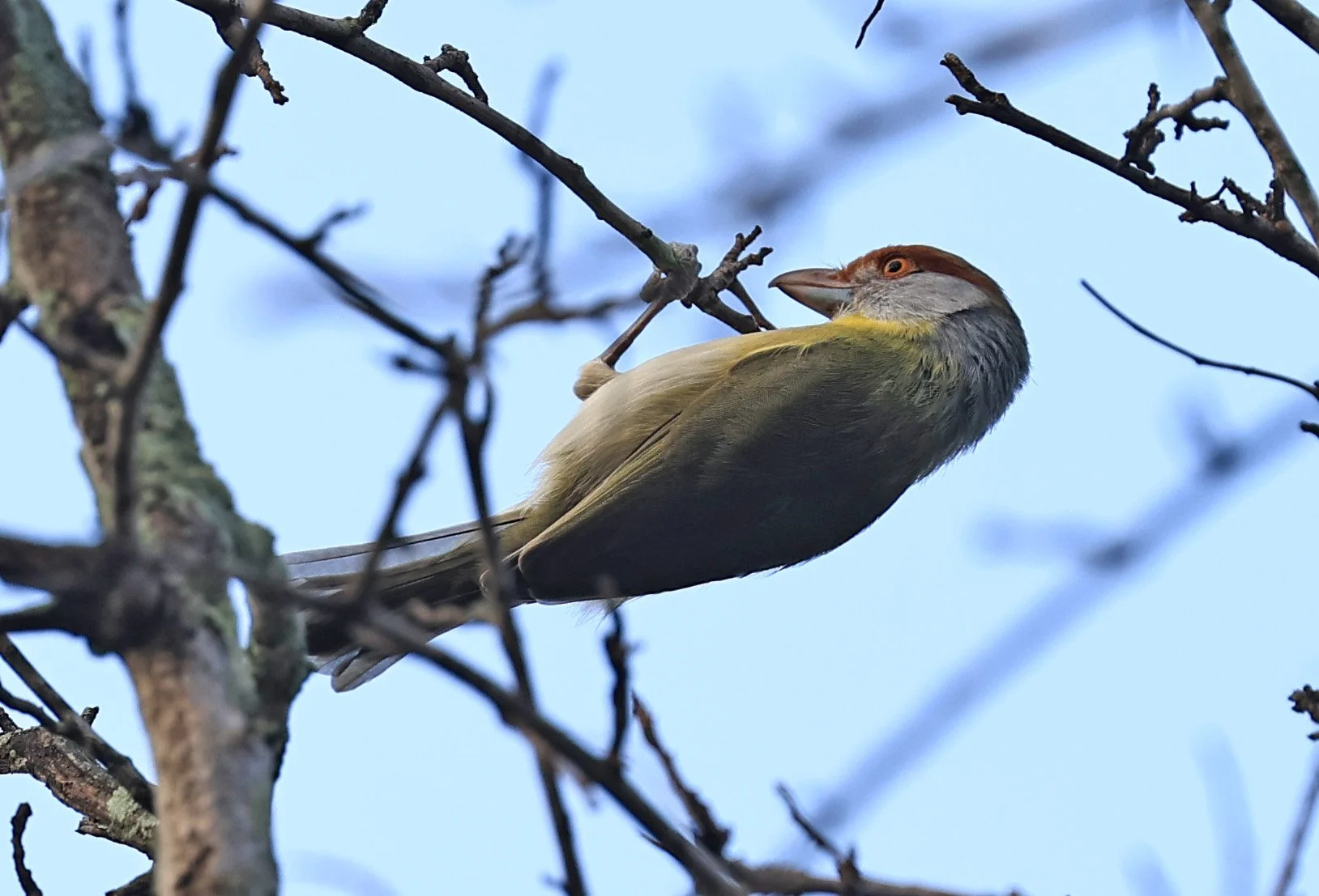 Rufous-browed Peppershrike (Cyclarhis gujanensis) Selva Serena Natural Reserve 