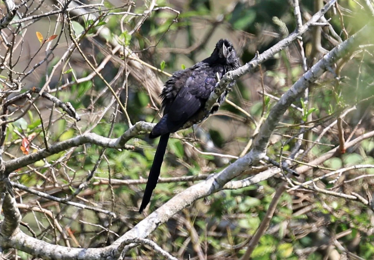 Smooth-billed Ani (Crotophaga ani) Asuncion Paraguay