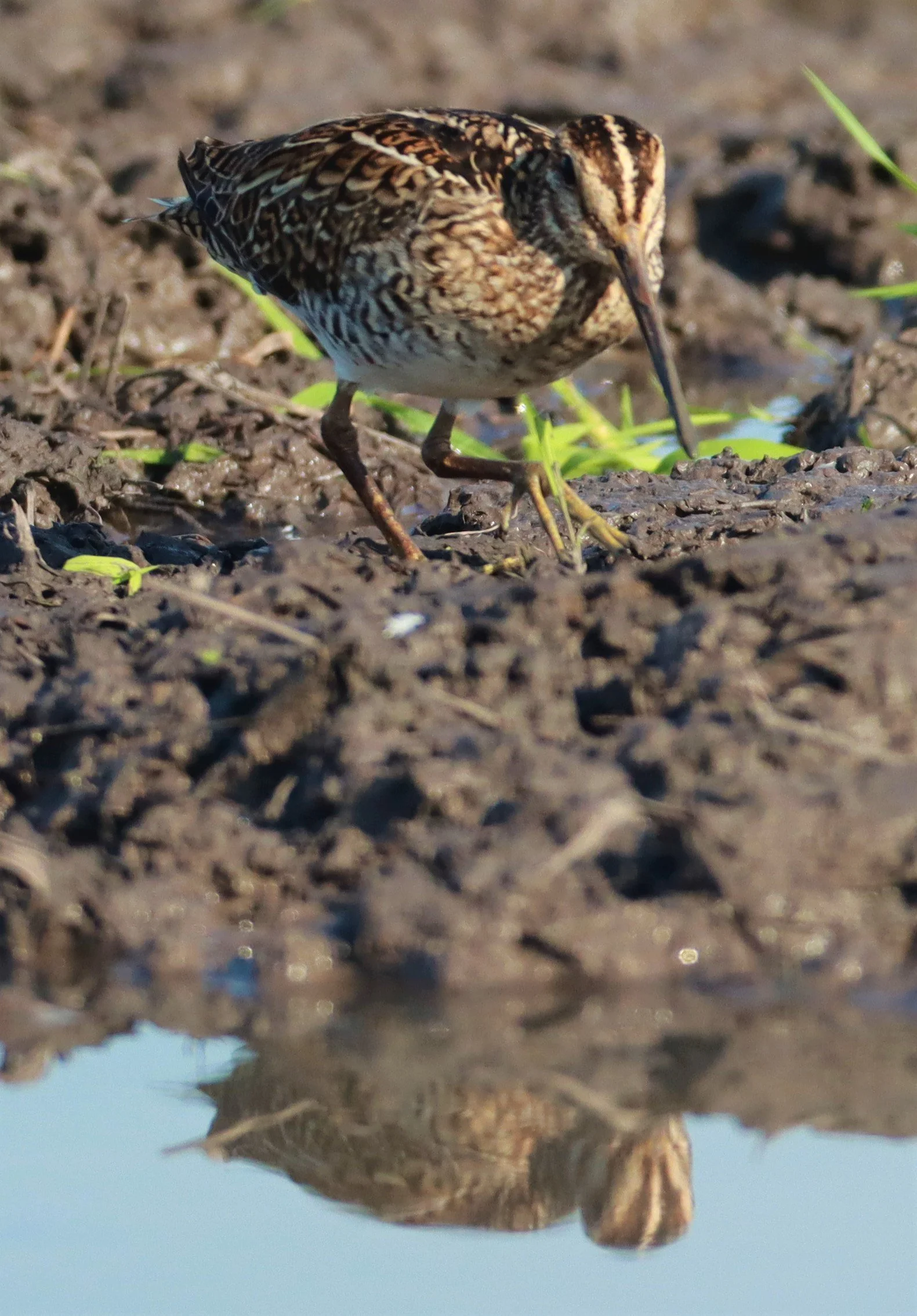 SNIPE - PINTAIL SNIPE - Gallinago stenura - PATHUM THANI RICE RESEARCH CENTER AUGUST 24 2021 (153).jpg