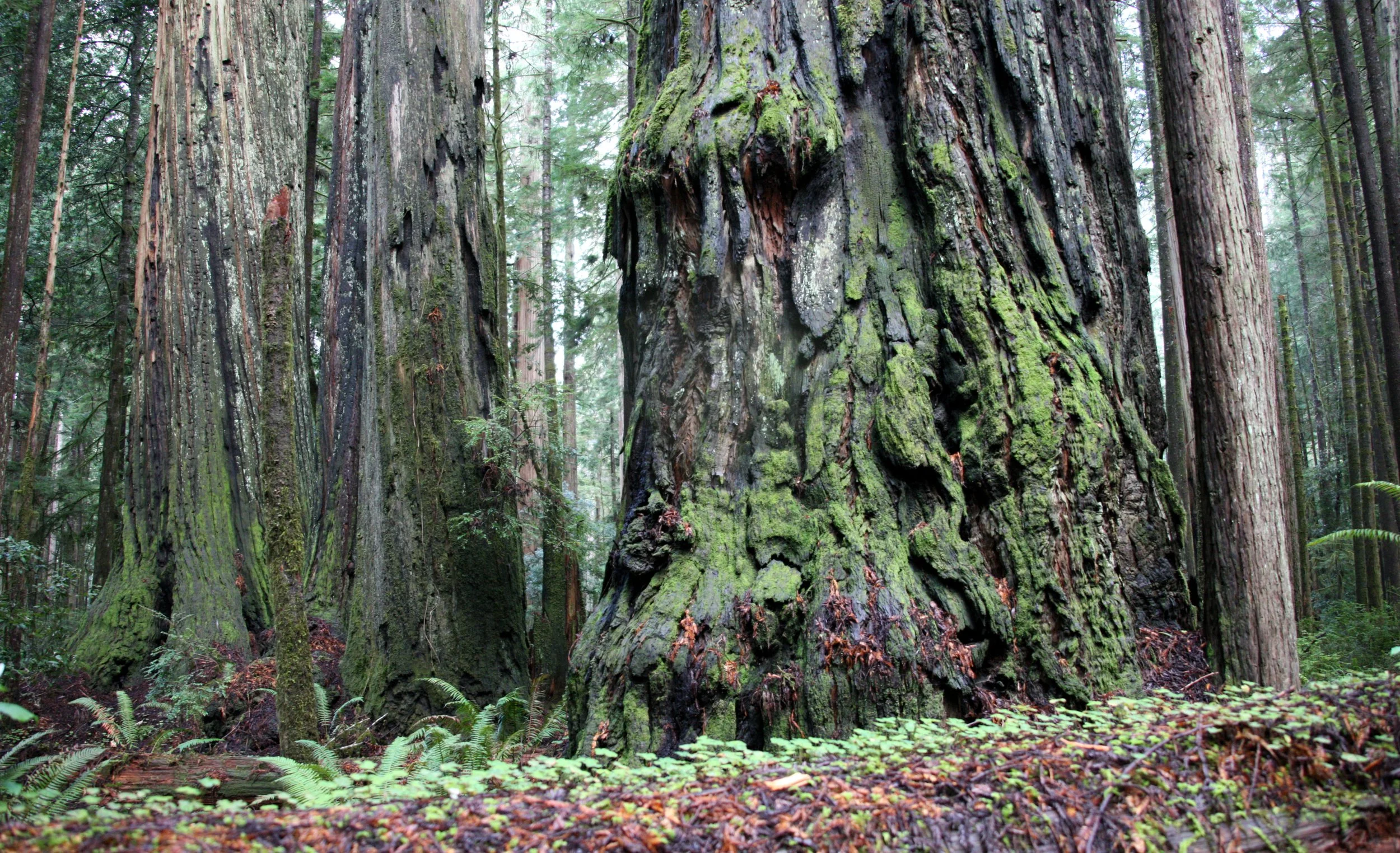 JEDIDIAH SMITH REDWOODS STATE PARK CALIFORNIA (13).JPG