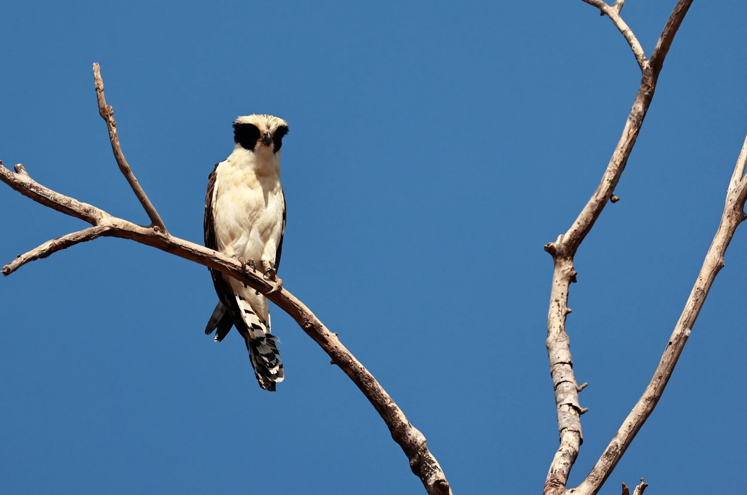 Falcon - Laughing Falcon - Herpetotheres cachinnans - Pantanal - Mato Grosso, Transpantaneira M-060 (13).jpg