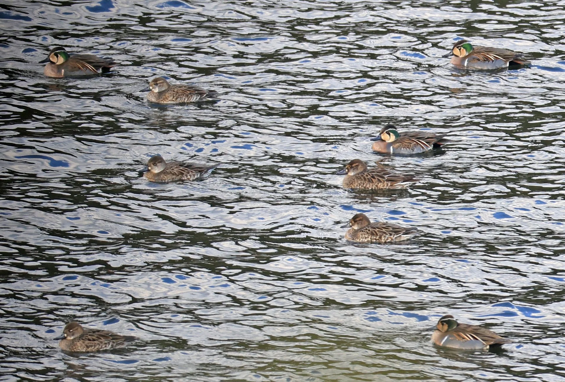 Baikal teal (Sibirionetta formosa) Takagawa Dam Lake, Kagoshima Japan (15).jpg
