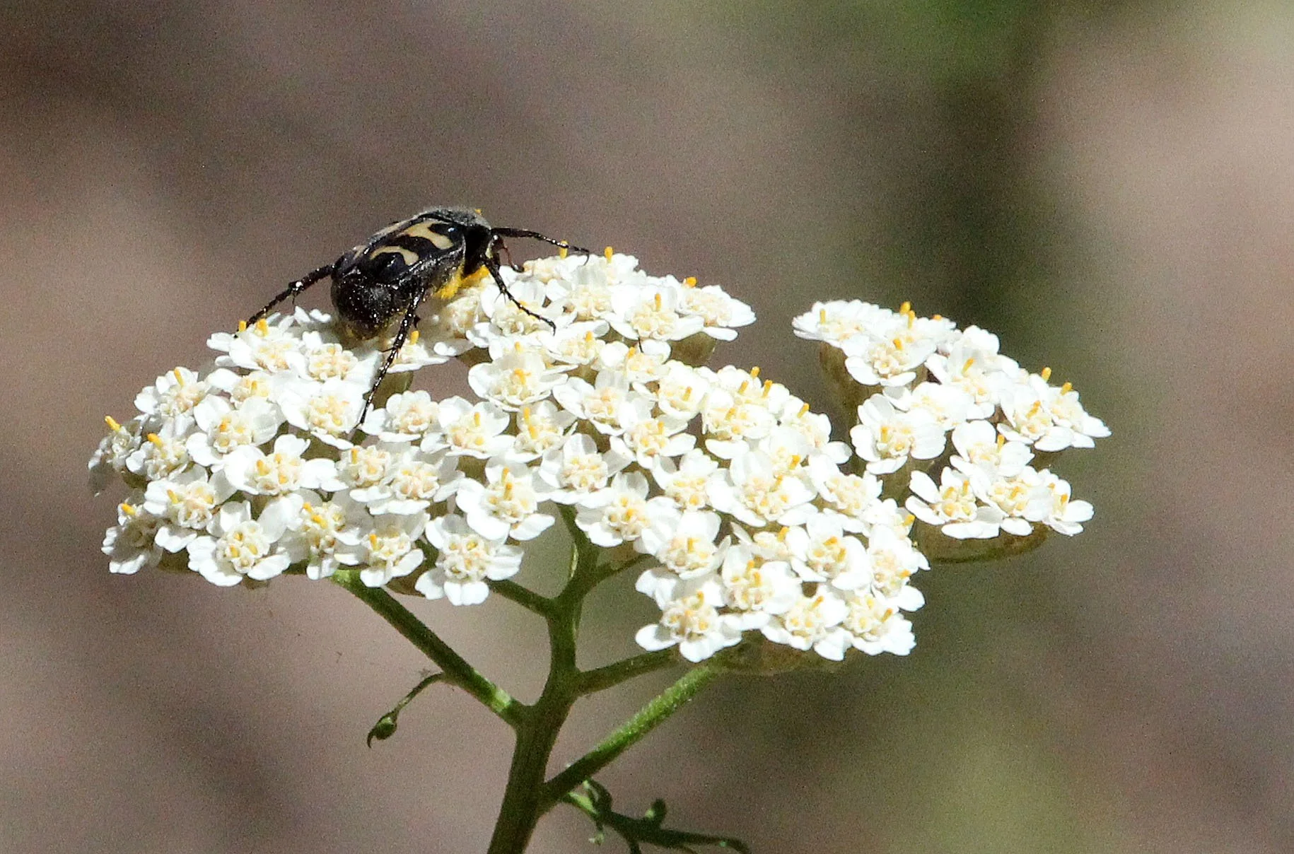 Trichius zonatus - - Feija NP, Tunisia (5).JPG