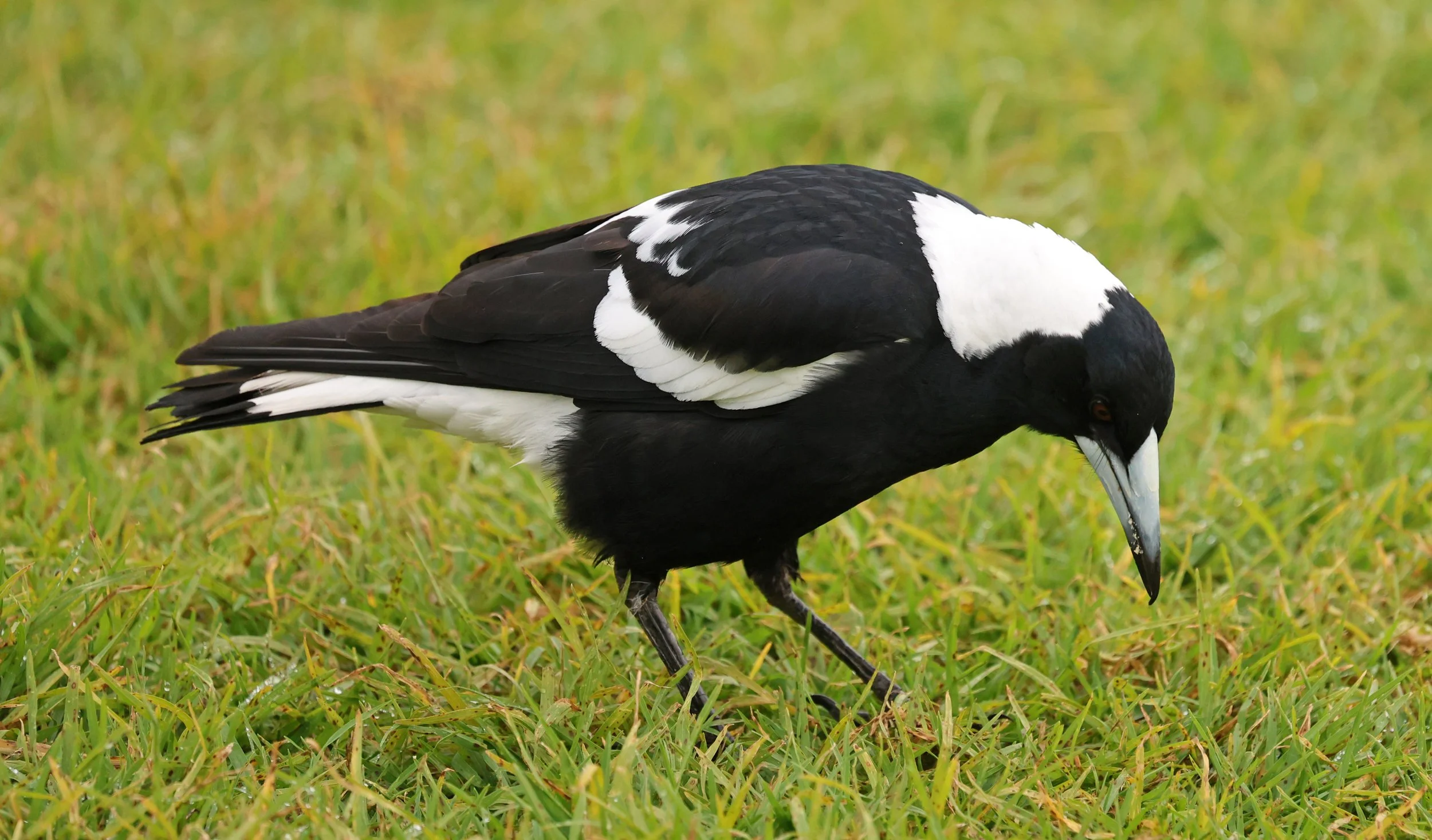 Australian Magpie (Gymnorhina tibicen) Canungra near Lamington NP - Queensland (17).jpg