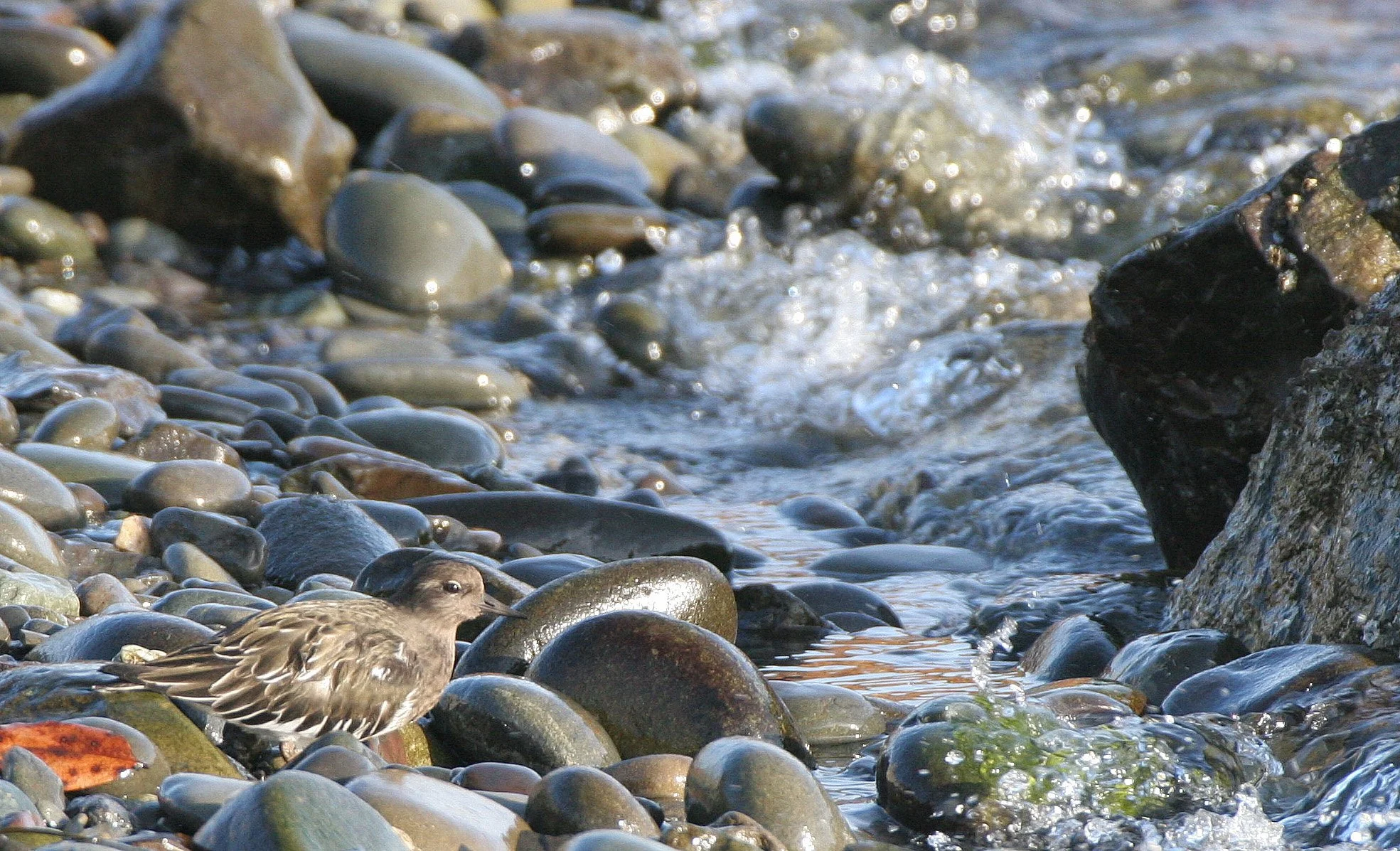 BIRD - TURNSTONE - BLACK TURNSTONE - PA HARBOR (4).jpg