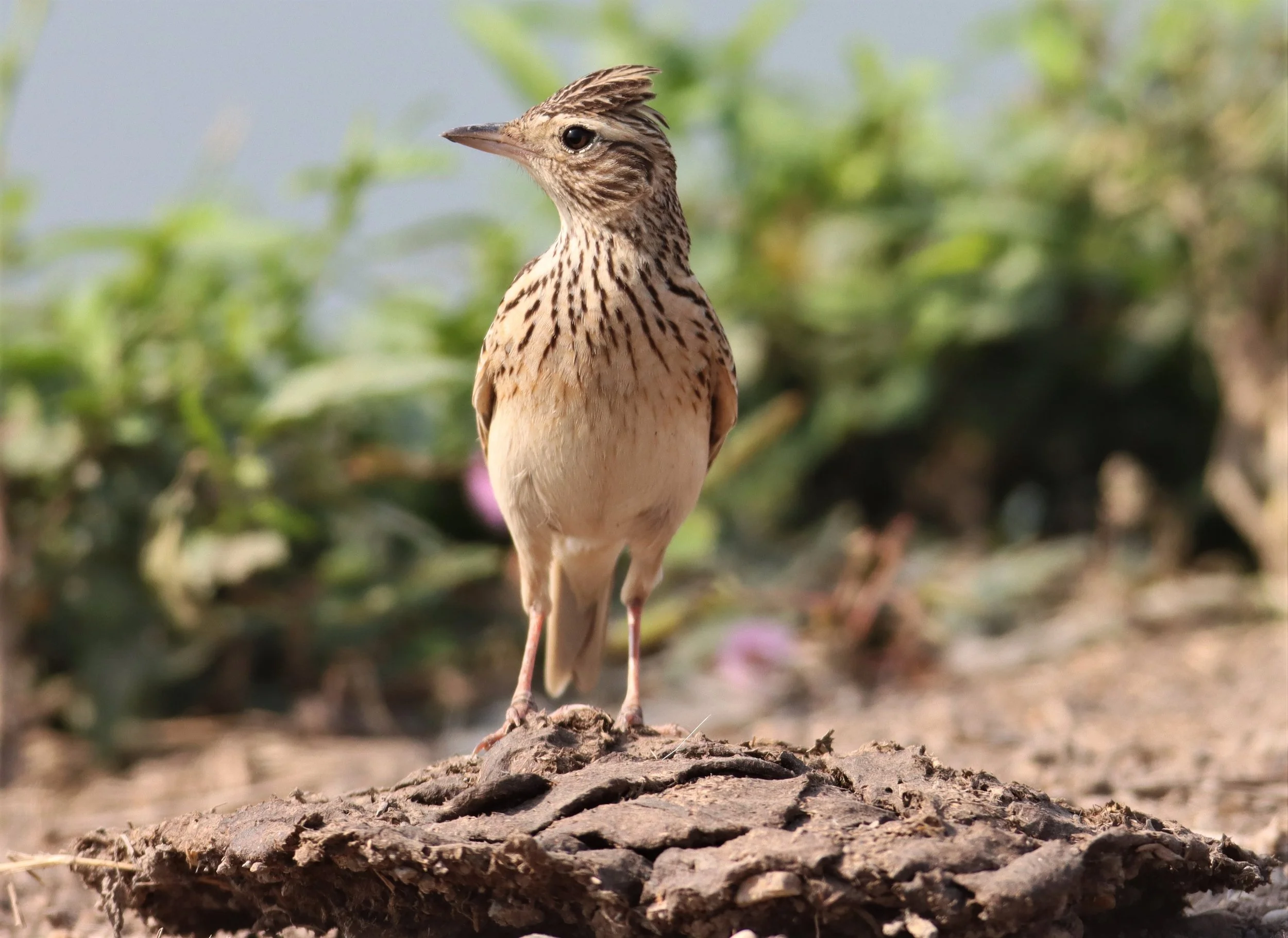 Oriental Skylark (Alauda gulgula) Bang Khaem Wetlands Nakhon Pathom (16).jpg