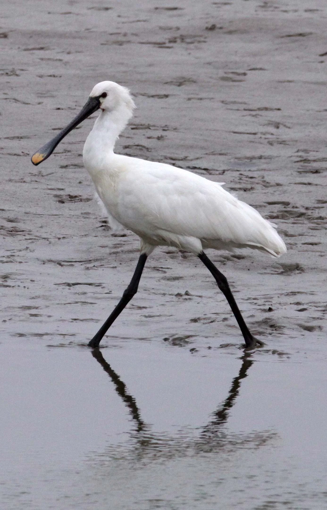 SPOONBILL - EURASIAN SPOONBILL - Platalea leucorodia - YANCHENG CHINA (36).JPG