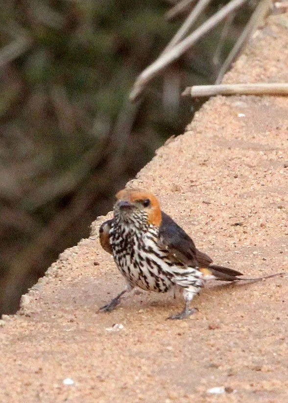 Lesser Striped Swallow (Cecropis abyssinica) Masai Mara NP Kenya (2).JPG