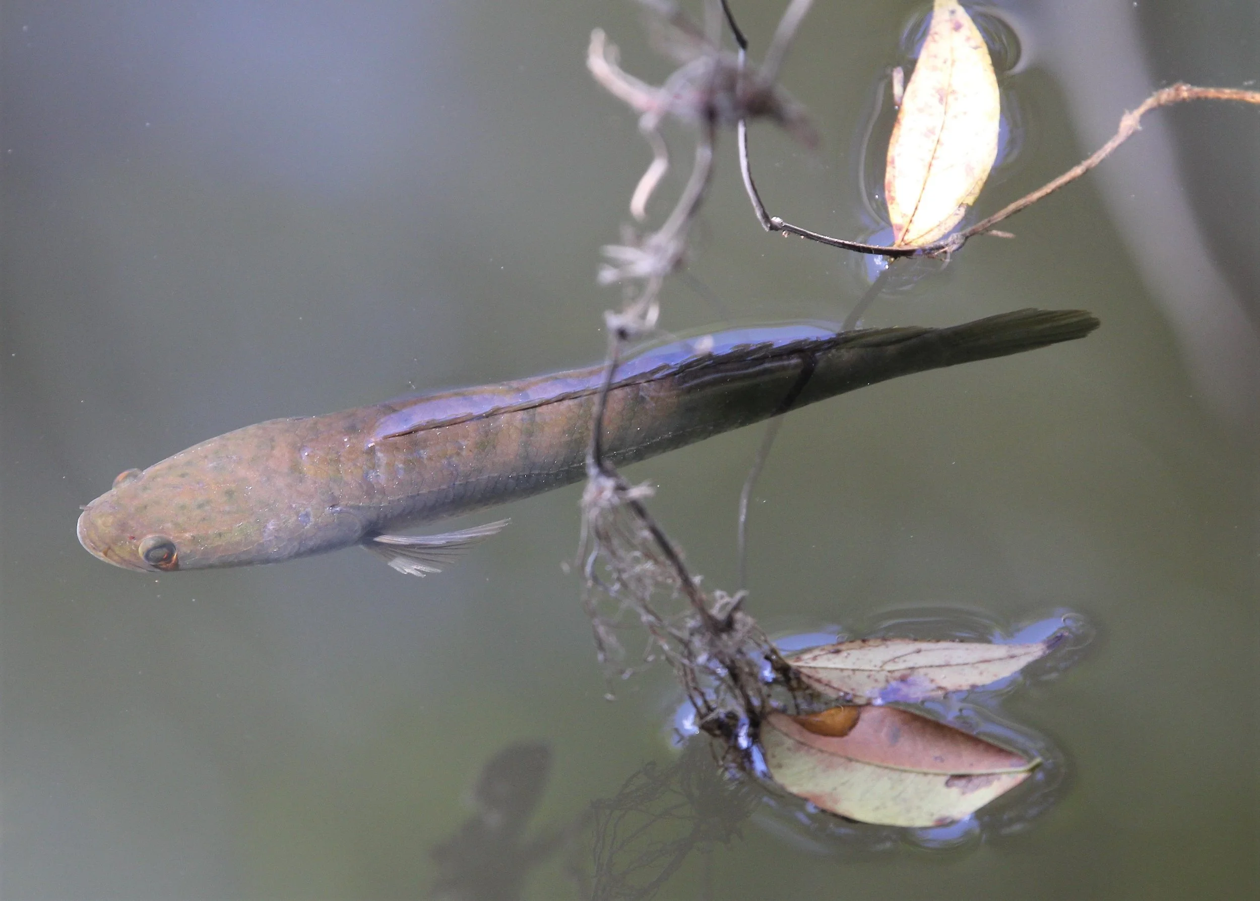 Snakehead species (Channa species) - I think