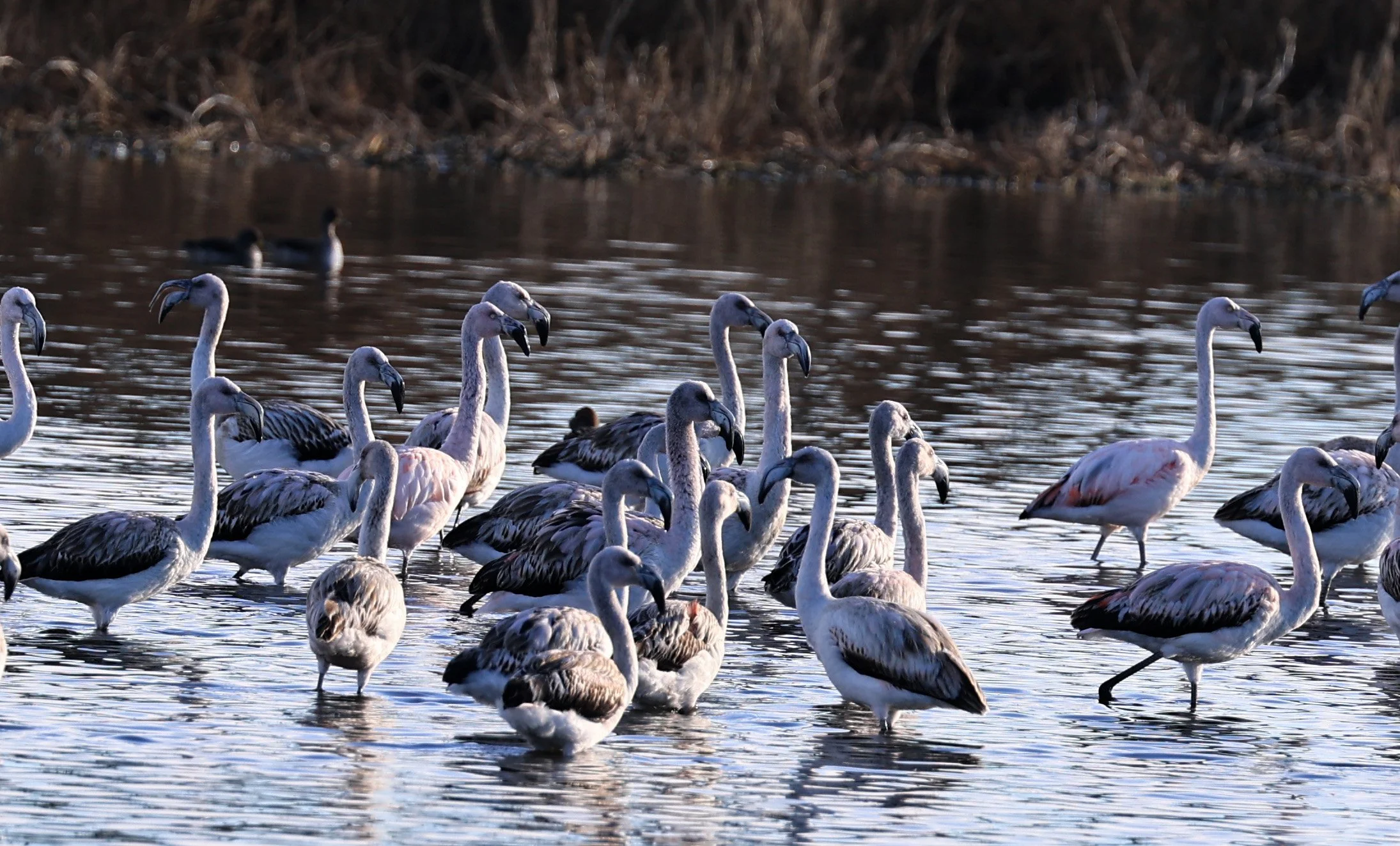 Chilean Flamingo (Phoenicopterus chilensis) Lagunas del Ornitólogo, Trelew Argentina (9).jpg