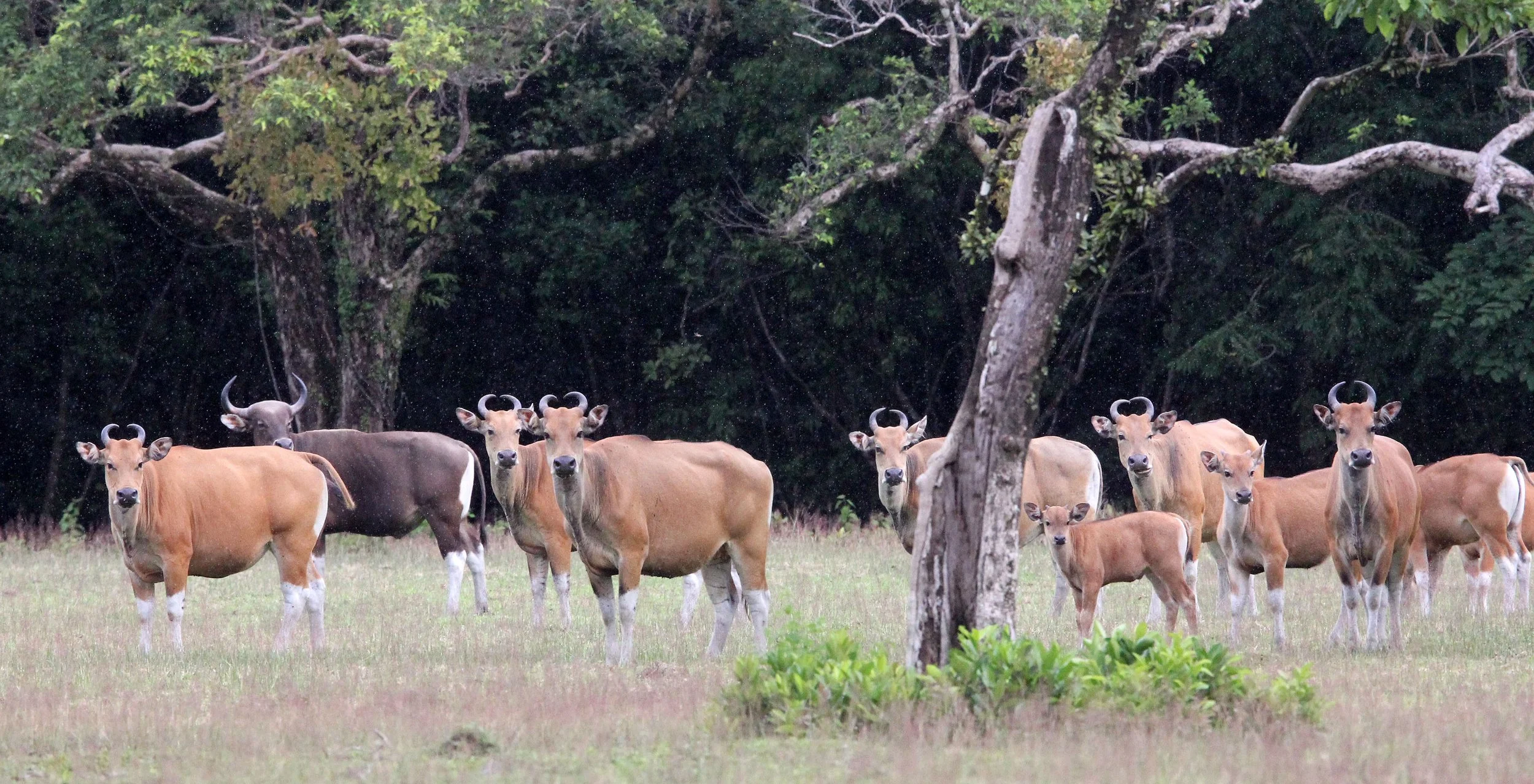 BANTENG - JAVA BANTENG - Bos javanicus javanicus - UJUNG KULON NATIONAL PARK JAVA BARAT INDONESIA (51).JPG