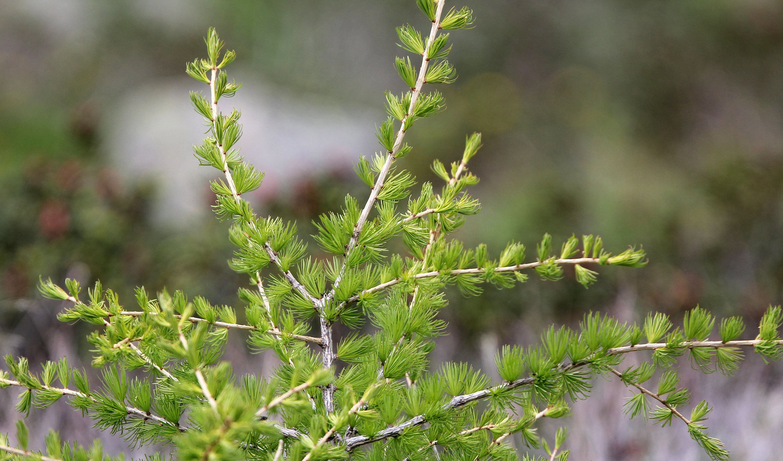 STELVIO NATIONAL PARK ITALY (132).JPG