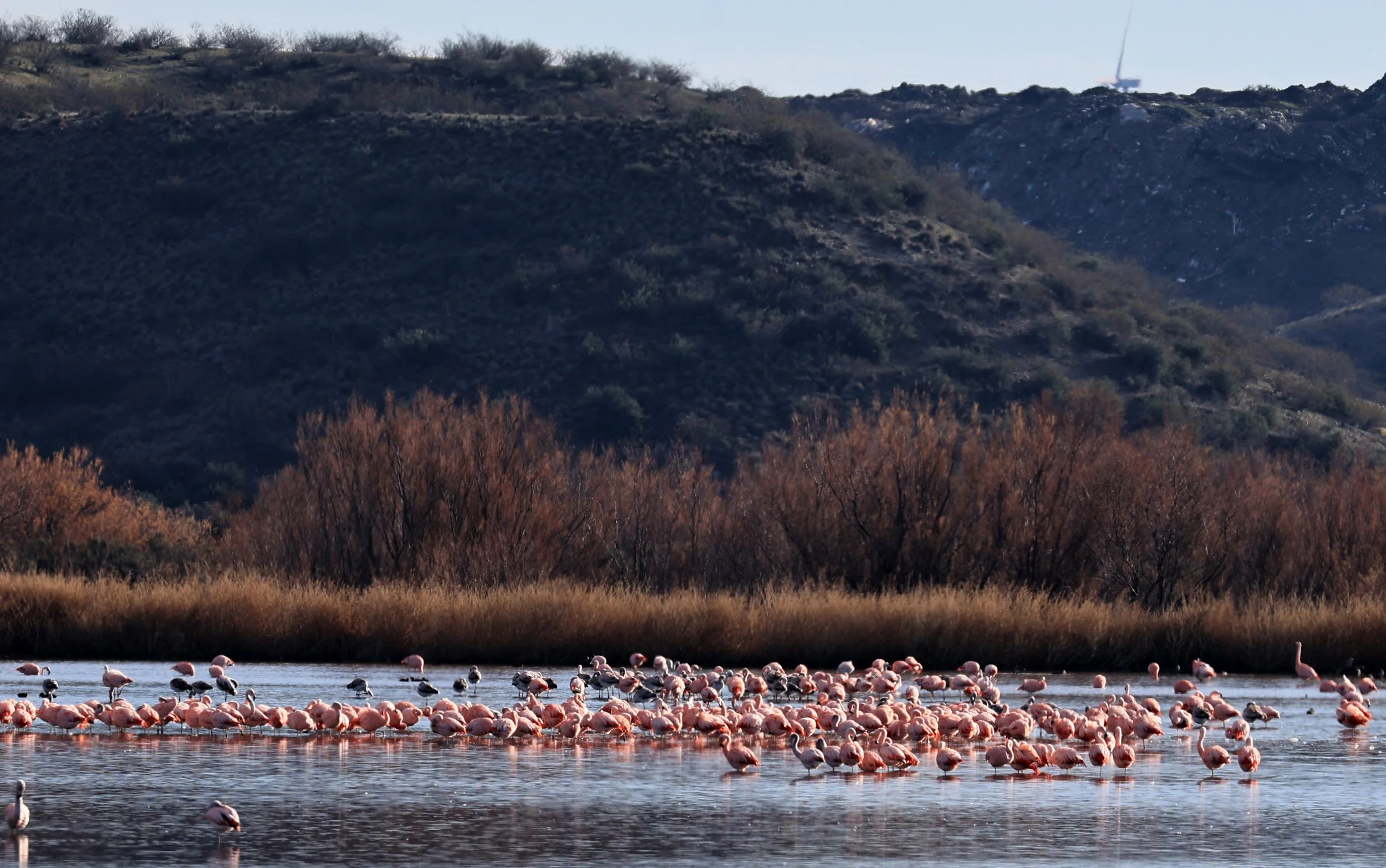 Chilean Flamingo (Phoenicopterus chilensis) Lagunas del Ornitólogo, Trelew Argentina (57).jpg