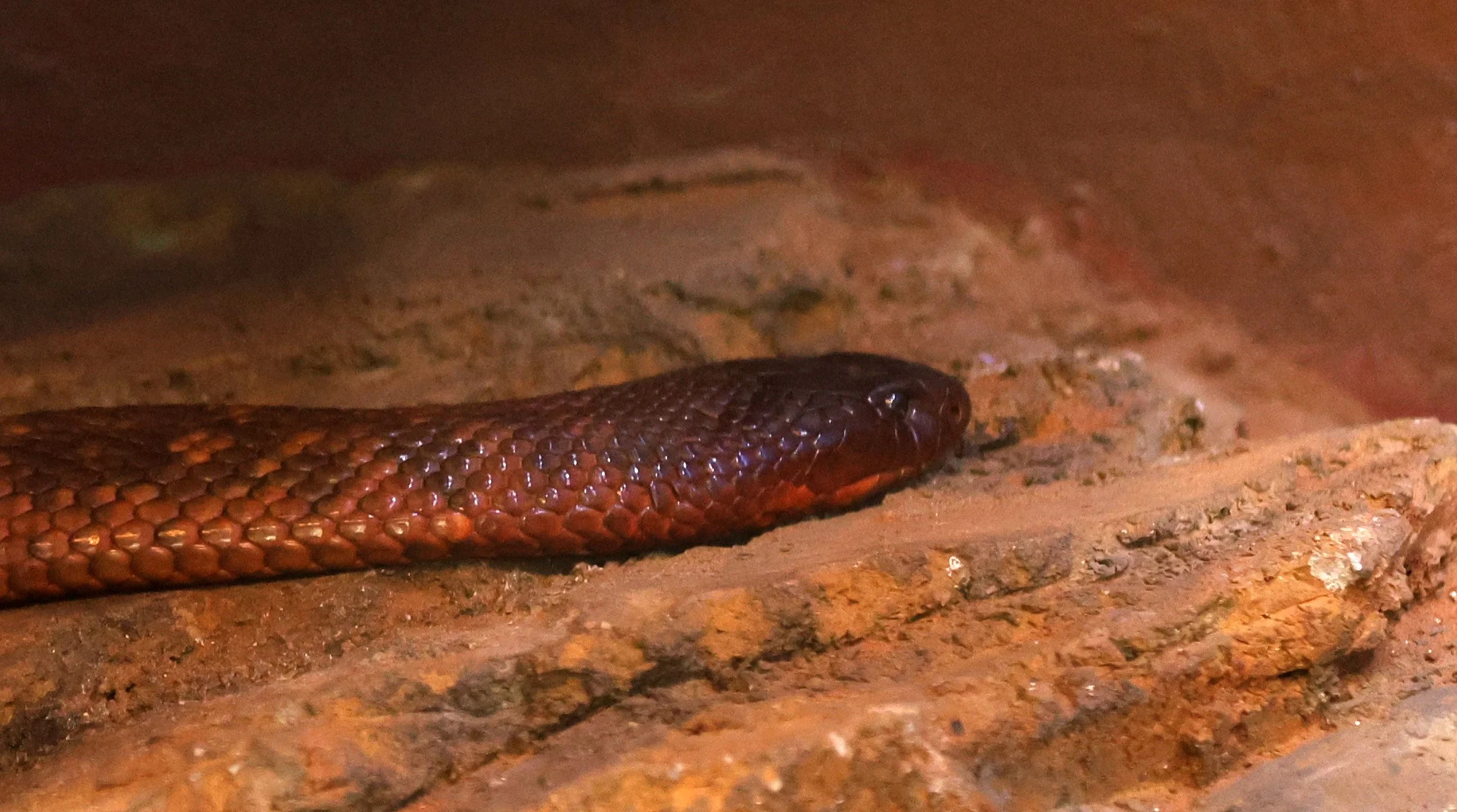 Collett's Black Snake (Pseudechis colletti) Koala Trail Road and Locations South of Brisbane - Queensland