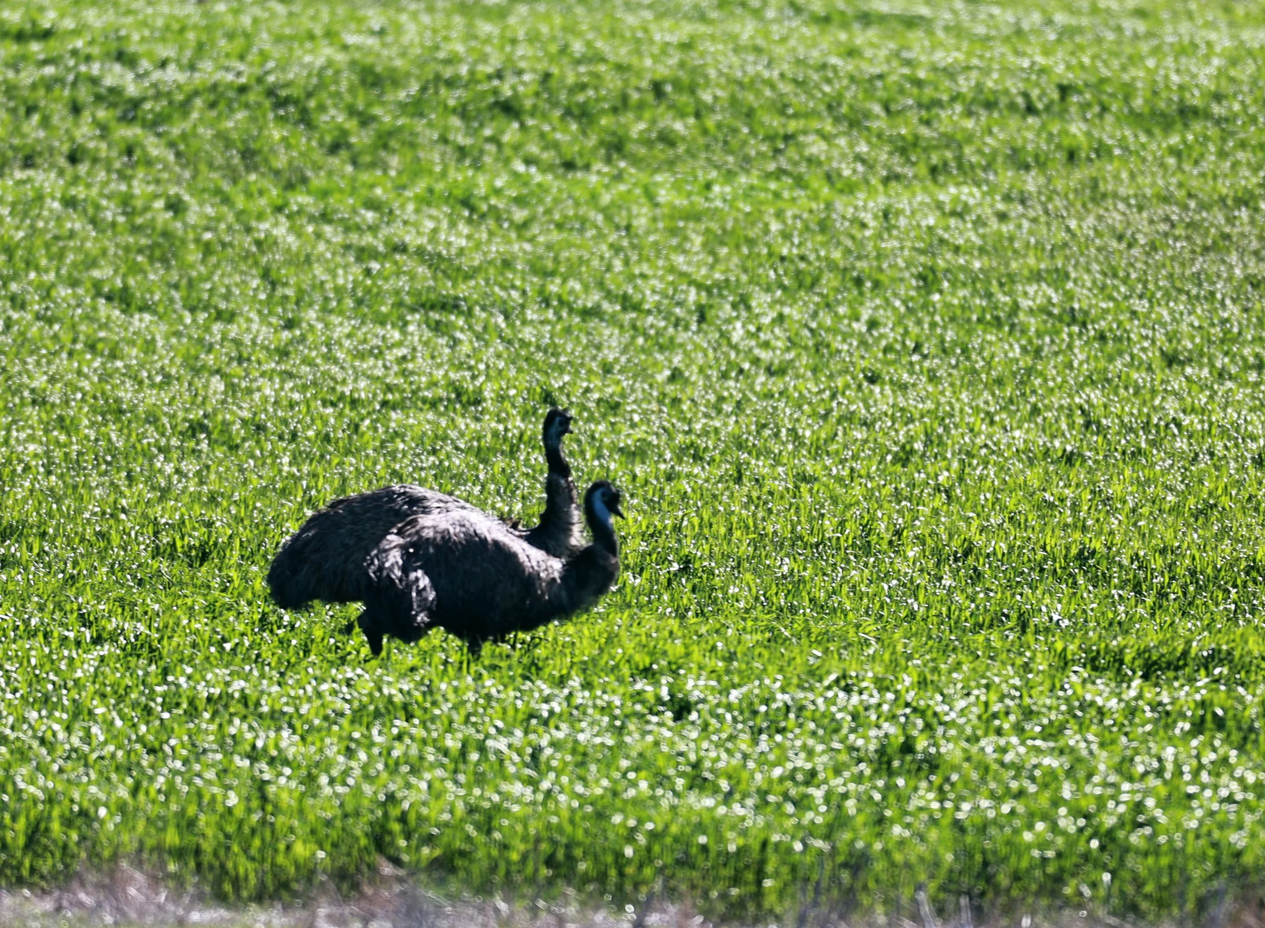 Emu (Dromaius novaehollandiae) Stirling Range NP - Western Australia (29).jpg