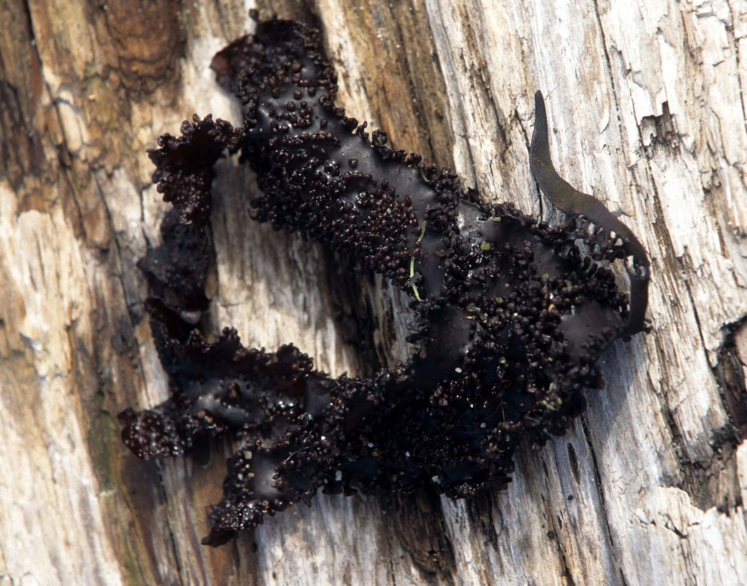 CALIFORNIA - BODEGA BAY - MARINE ALGAE SPECIES (8).jpg