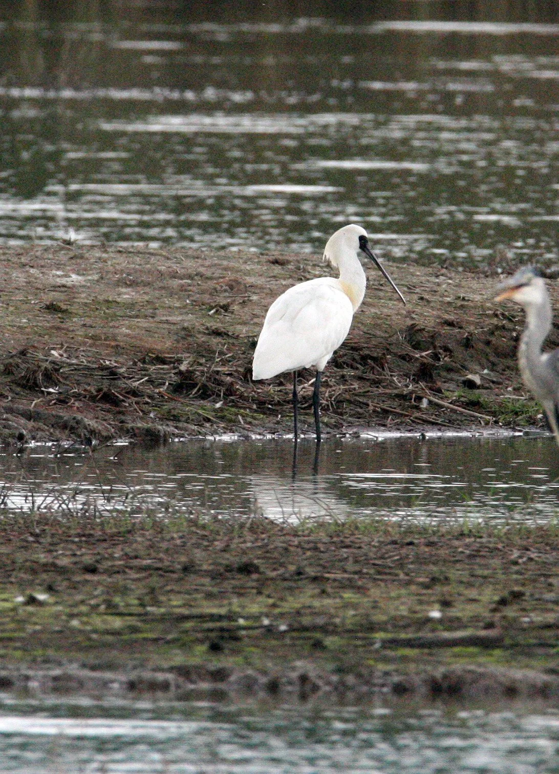 SPOONBILL - BLACK-FACED SPOONBILL - Platalea minor - MAI PO WETLANDS HONG KONG (144).JPG