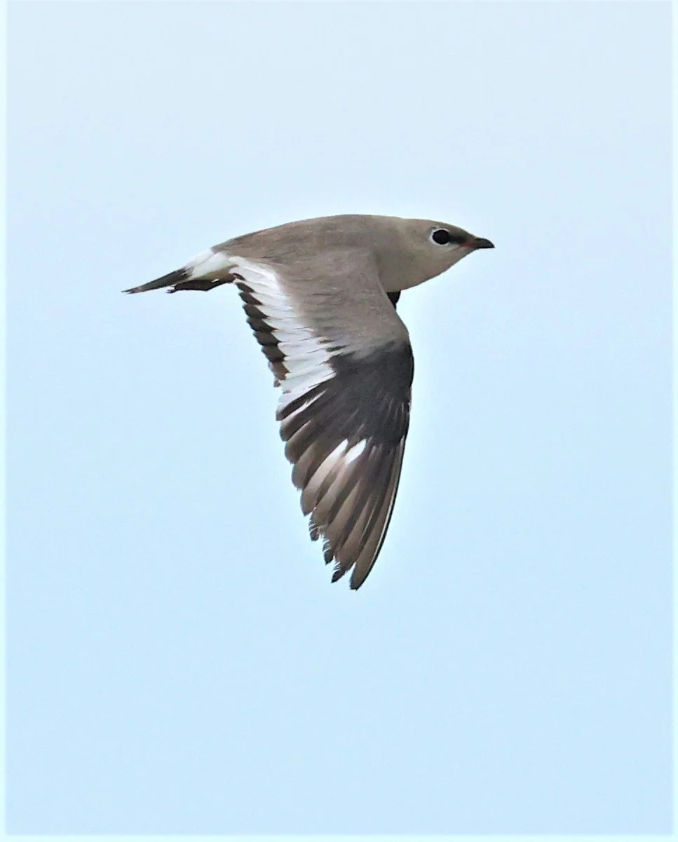 PRATINCOLE - SMALL PRATINCOLE - Glareola lactea - BANG KHAEM NAKHON PATHOM JUNE 3 2022 (52).jpg