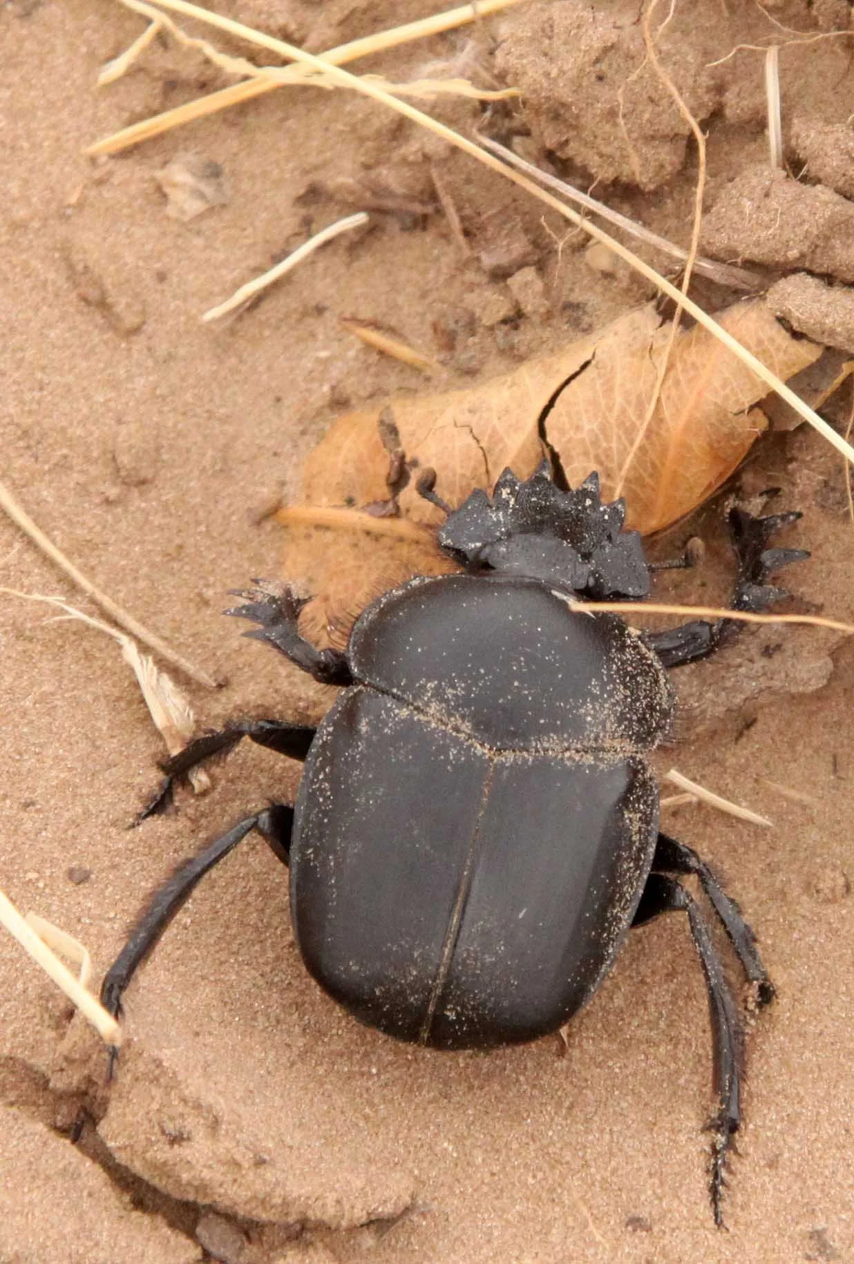 Scarabaeus sacer - Kulun Qi, Inner Mongolia China (4).JPG