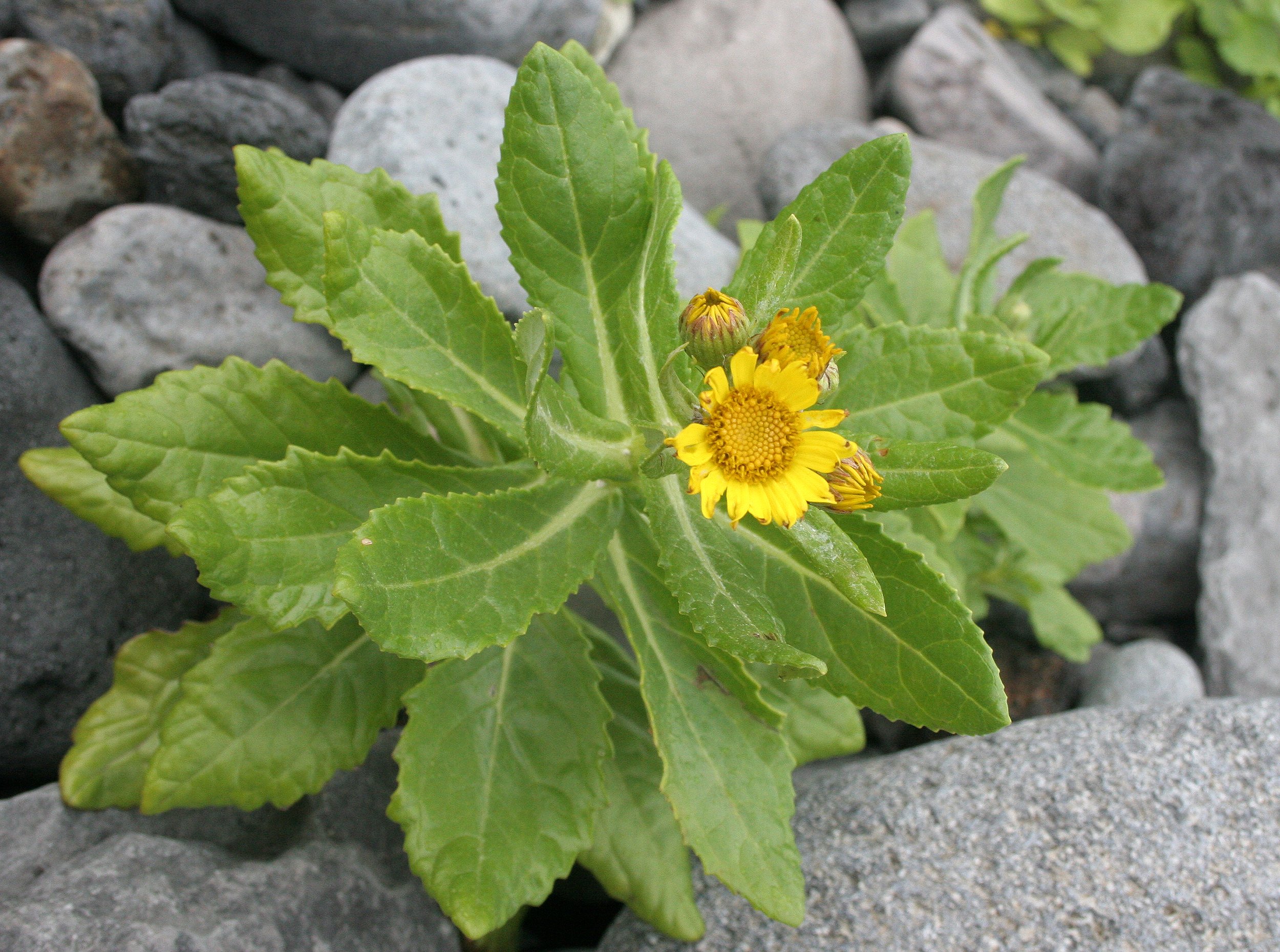 KURIL ISLANDS - FLORA  (47).jpg