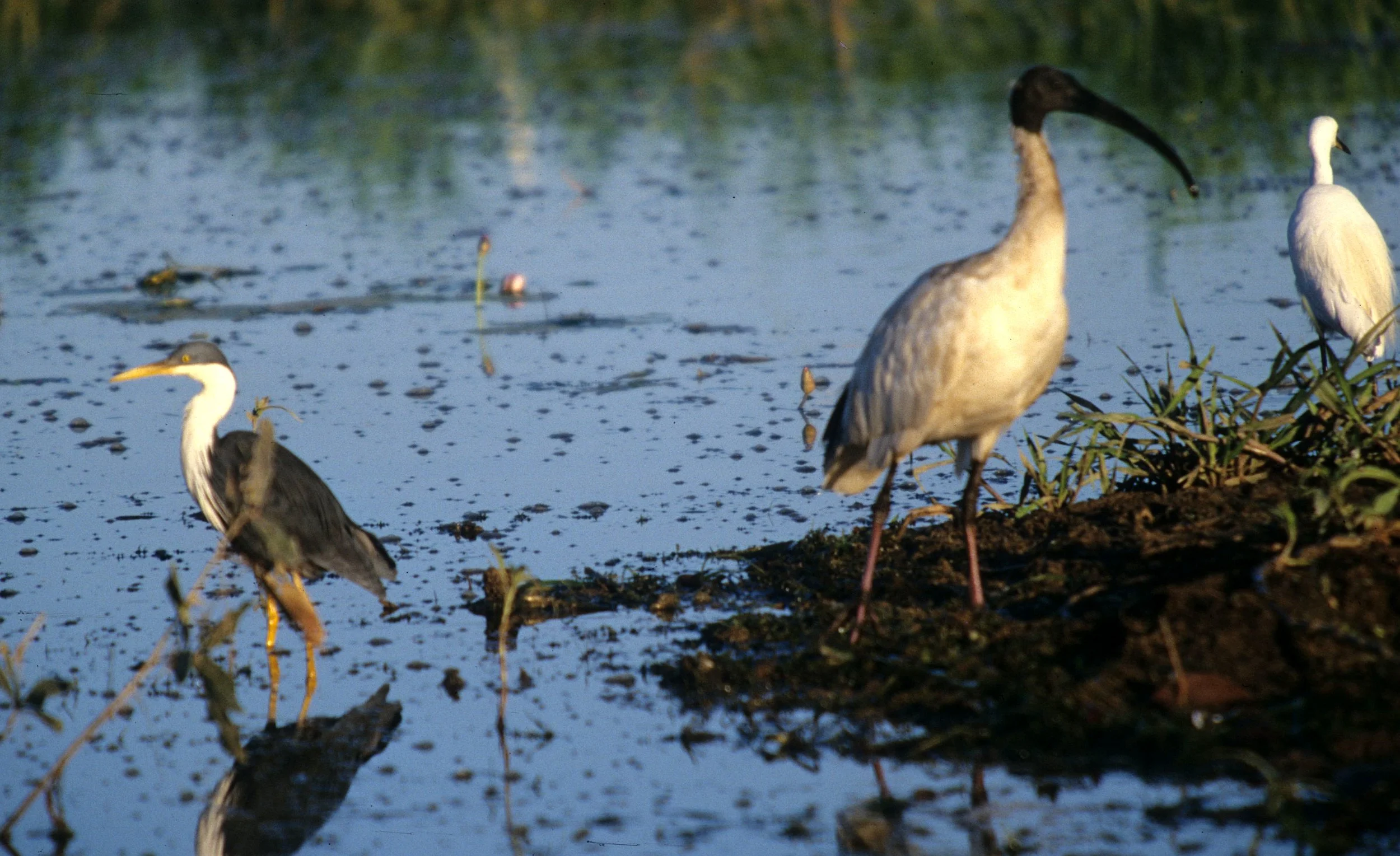 BIRD - HERON - PIED HERON WITH SACRED IBIS.jpg