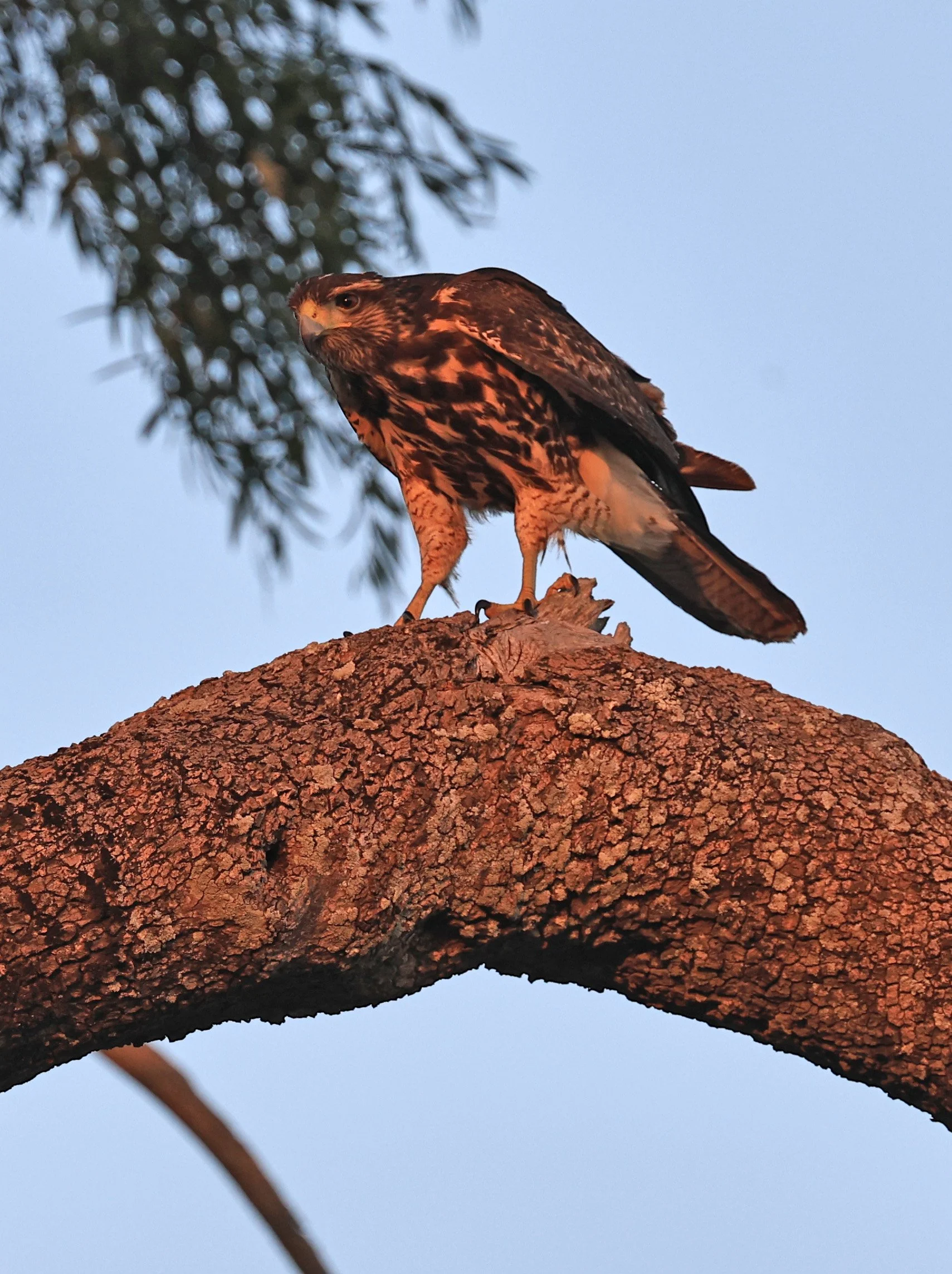 Savanna Hawk (Buteogallus meridionalis) Agua Dulce Paraguay (15).jpg