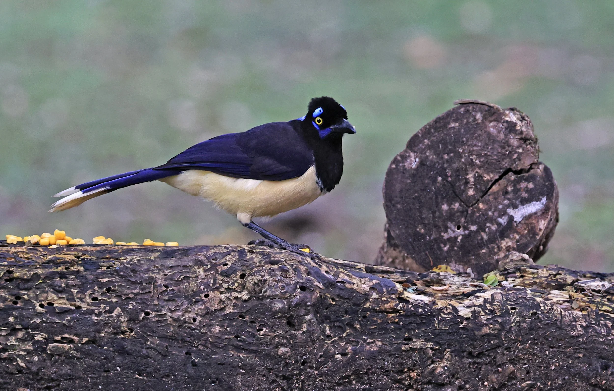 Plush-crested Jay (Cyanocorax chrysops) El Palmar National Park, Entre Rios, Argentina (52).jpg
