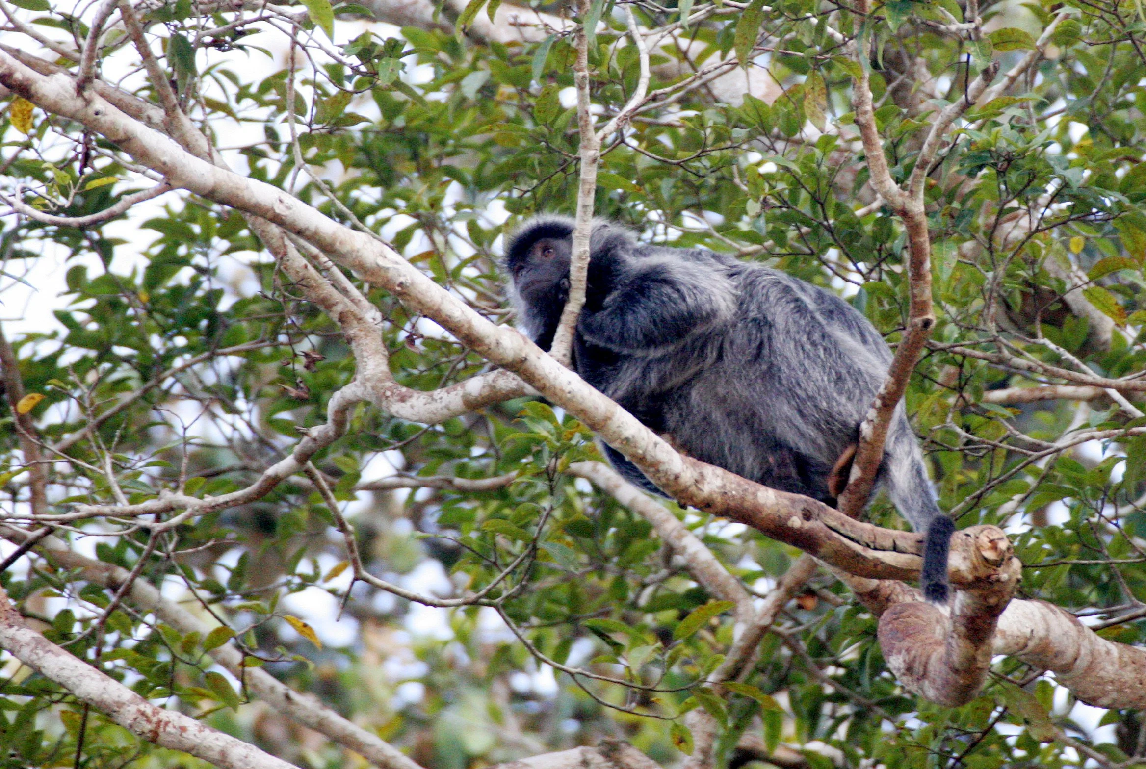 CERCOPITHECIDAE - Trachypithecus cristatus cristatus - SILVERED LANGUR - KINABATANGAN RIVER BORNEO  (2).JPG