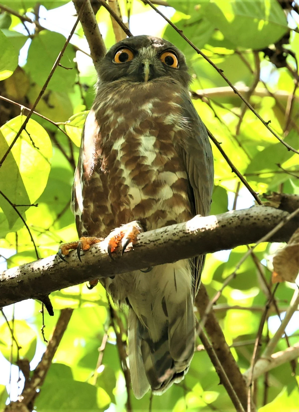 OWL - BROWN BOOBOOK - Ninox scutulata - BAAN MAKA NEAR KAENG KRACHAN (1).jpg