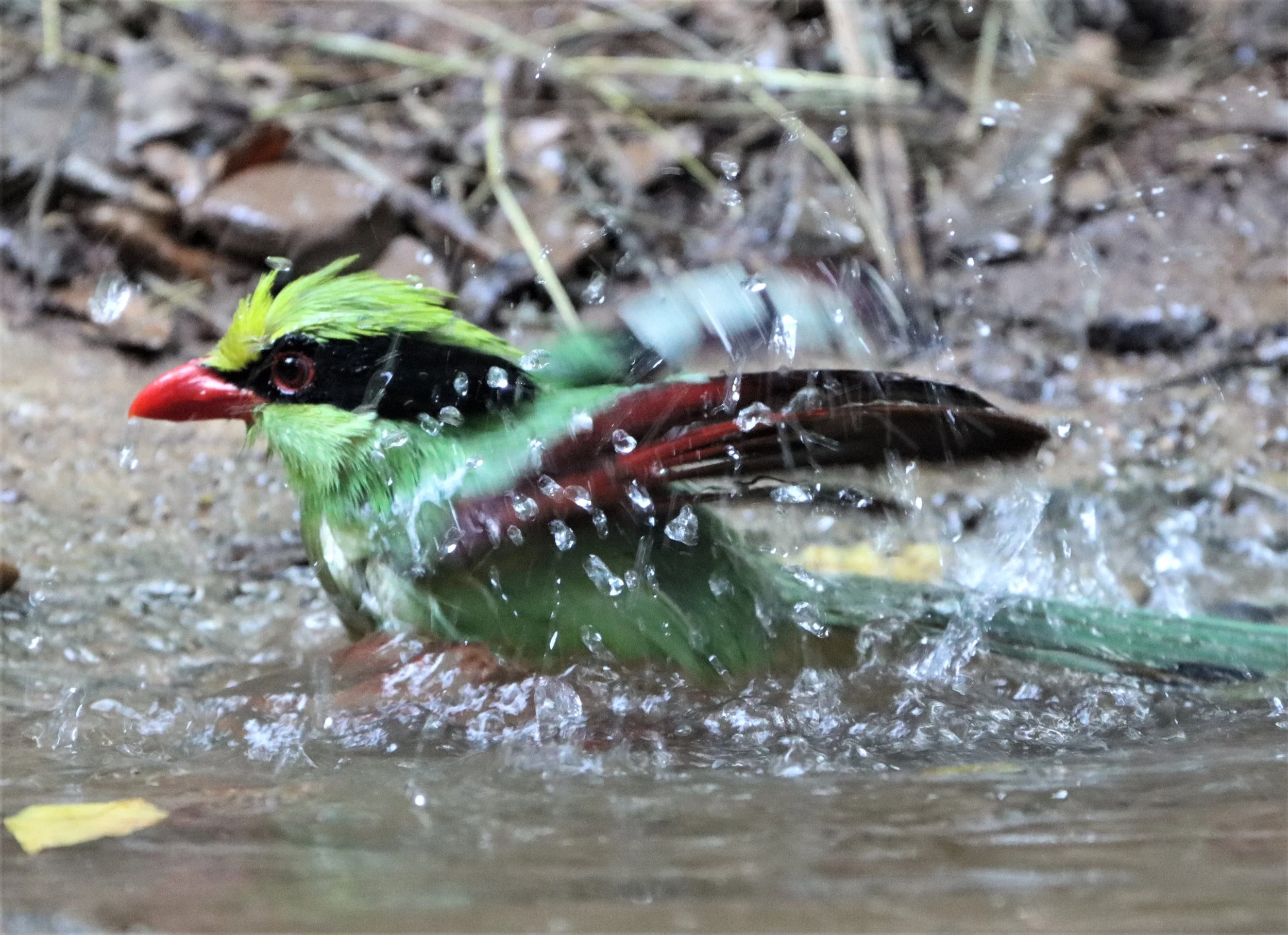 MAGPIE - COMMON GREEN MAGPIE - Cissa chinensis - NEUNG HIDE KAENG KRACHAN (8).jpg