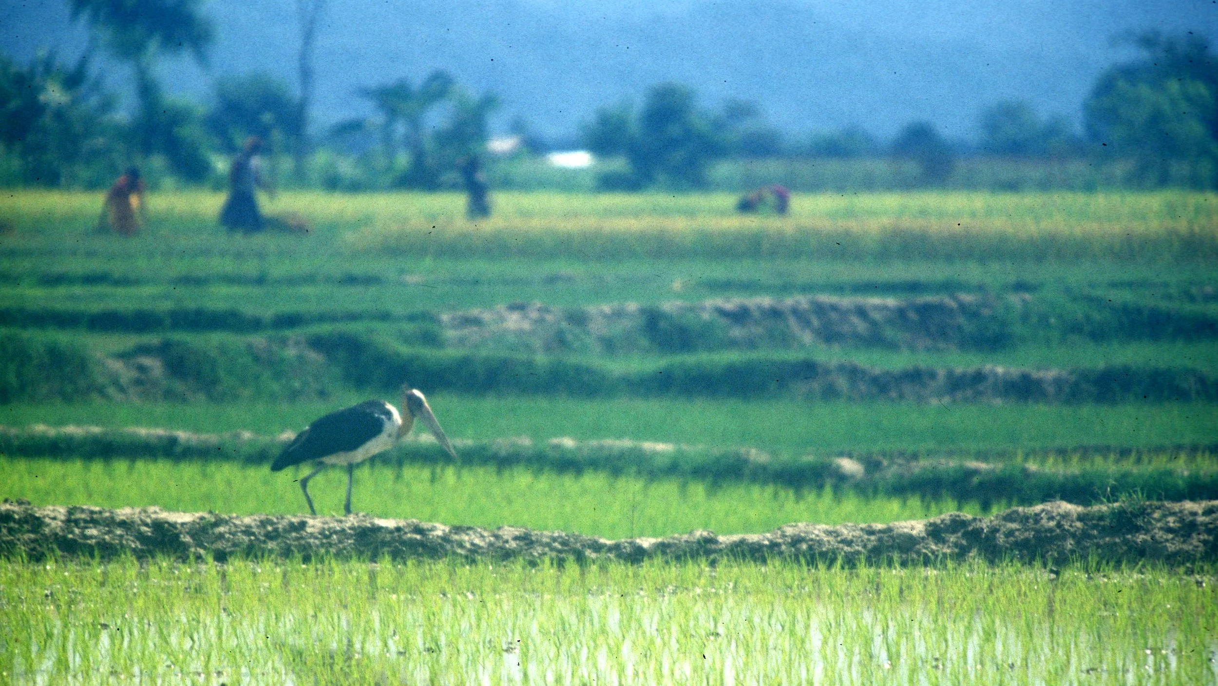 BIRD - STORK - ADJUTANT STORK - KALEODEO INDIA A.jpg