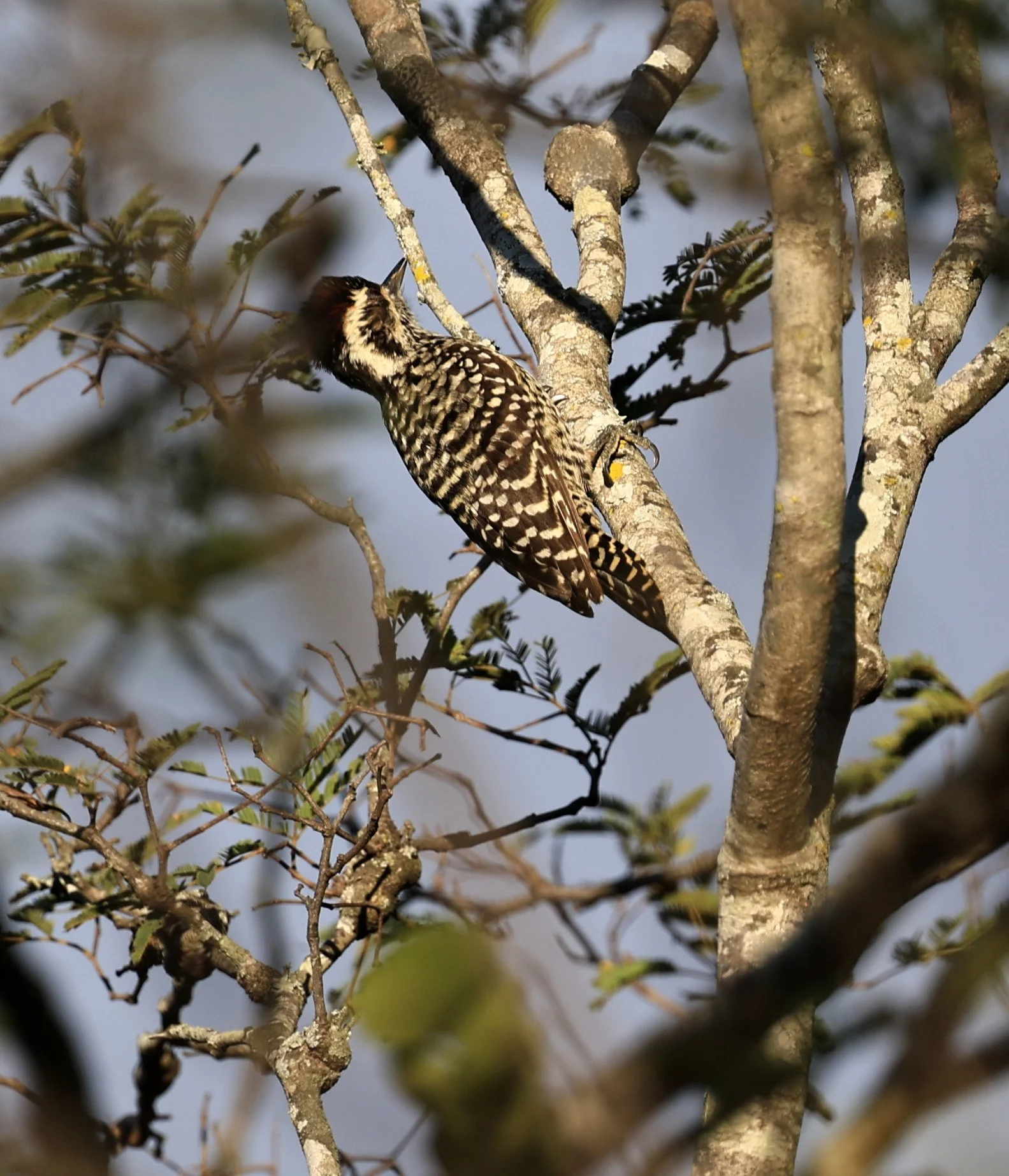 Checkered Woodpecker (Veniliornis mixtus) Reserva Nueland  Selva Serena (2).jpg