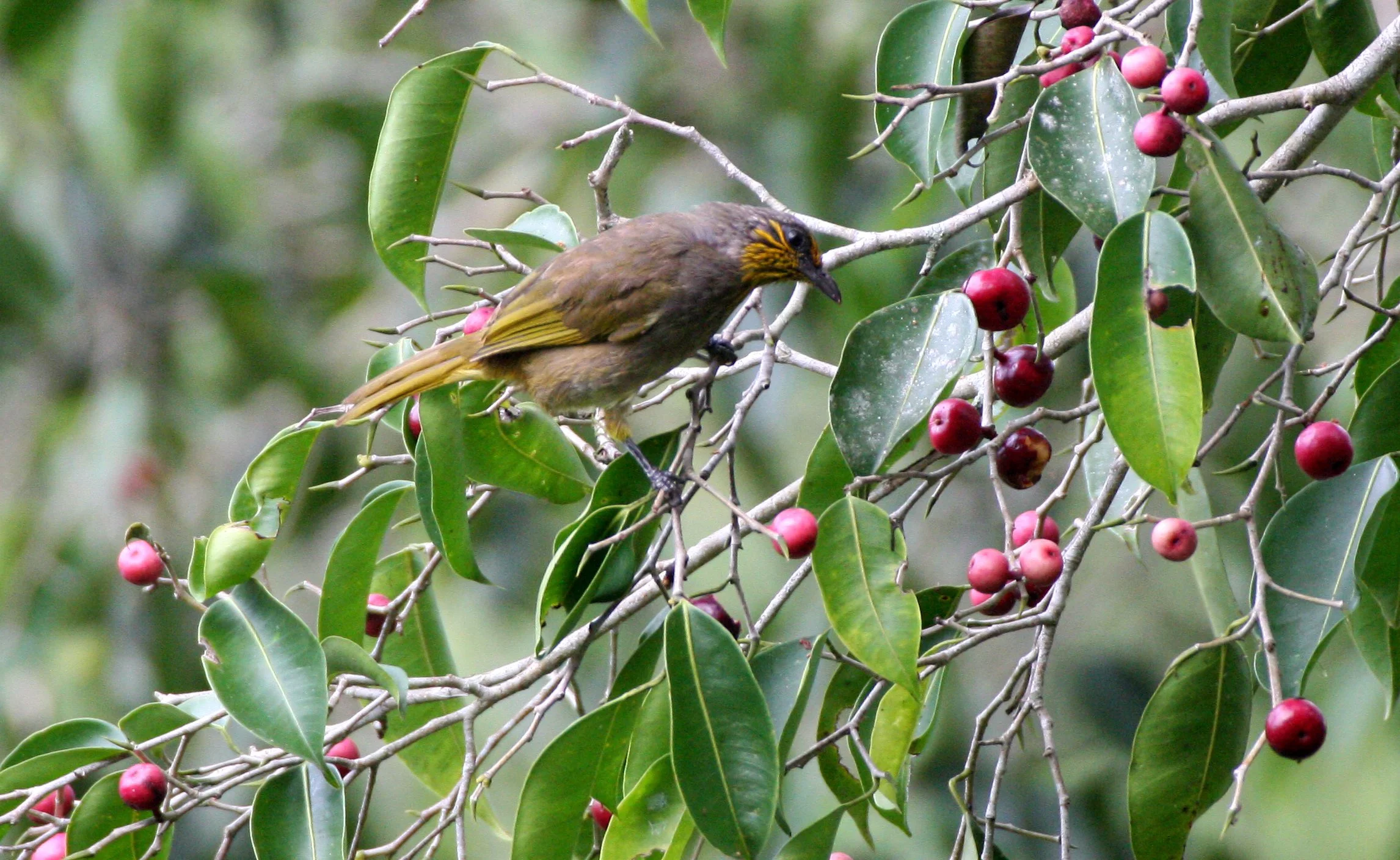 BULBUL - STRIPE-THROATED BULBUL - Pycnonotus finlaysoni -  KAENG KRACHAN NP THAILAND (13).JPG