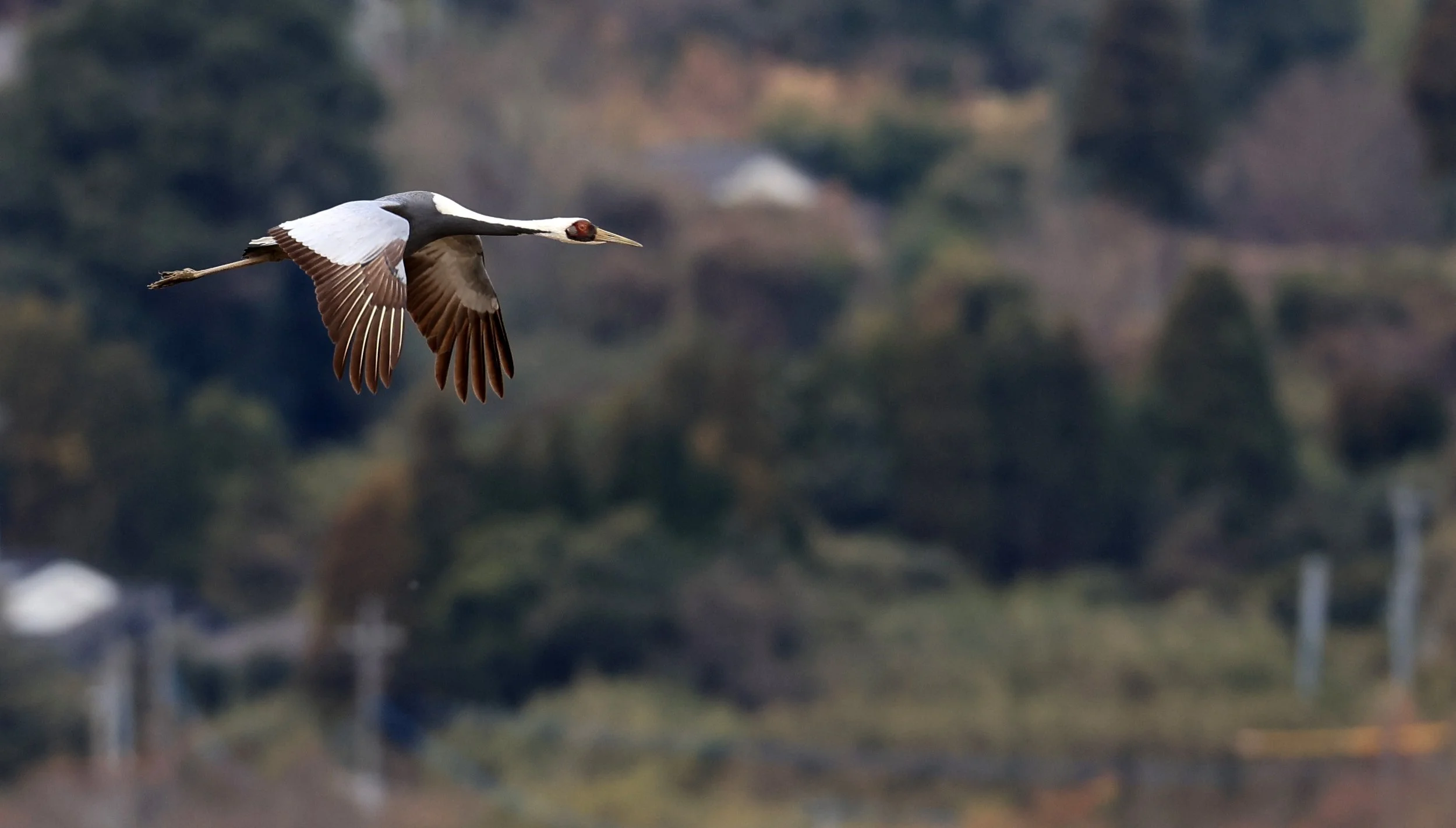 White-naped Crane (Antigone vipio) Izumi Crane Park & Center, Izumi Kagoshima Kyushu Japan (307).jpg