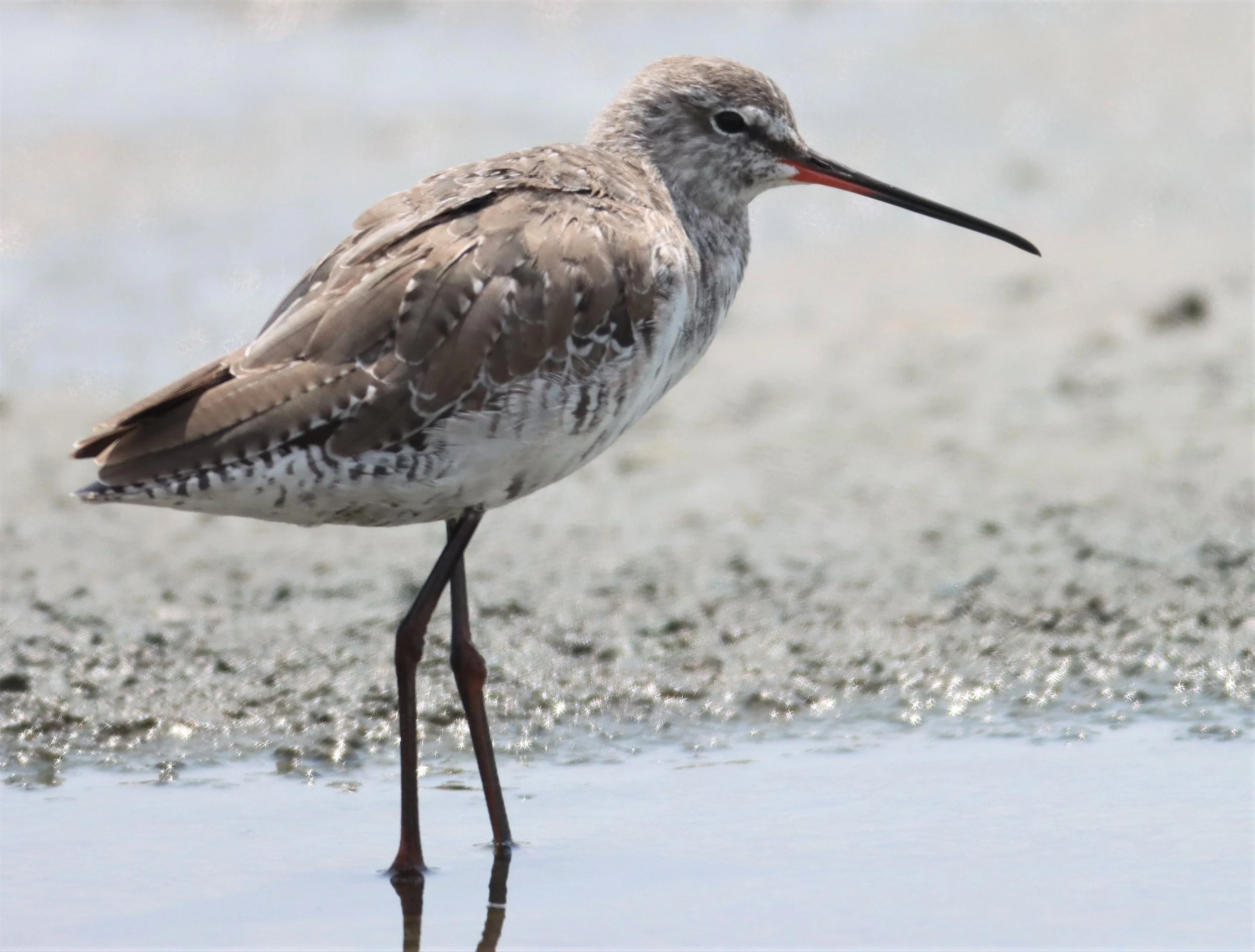 REDSHANK - SPOTTED REDSHANK - Tringa erythropus - KING'S GREEN CAVIAR PROJECT PETBURI (3).jpg