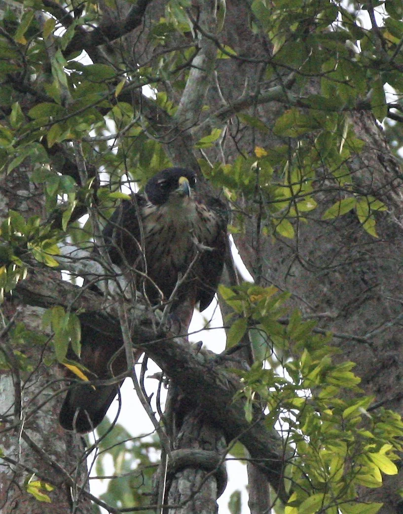Lophotriorchis kienerii - RUFOUS-BELLIED EAGLE - KAENG KRACHAN NP THAILAND aa.jpg