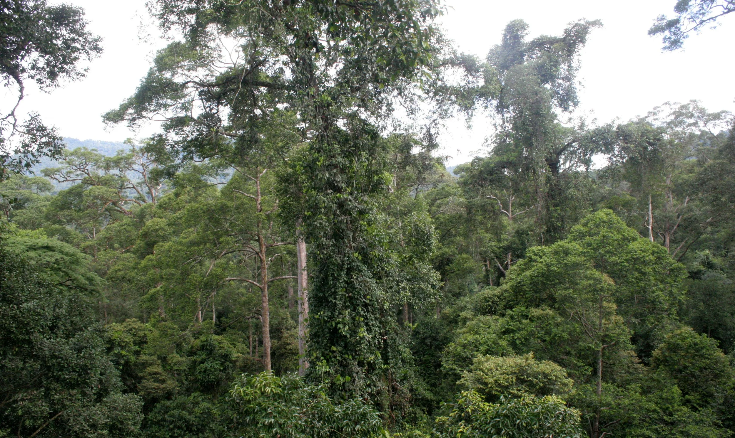 DANUM VALLEY BORNEO - TREE PLATFORM (9).JPG