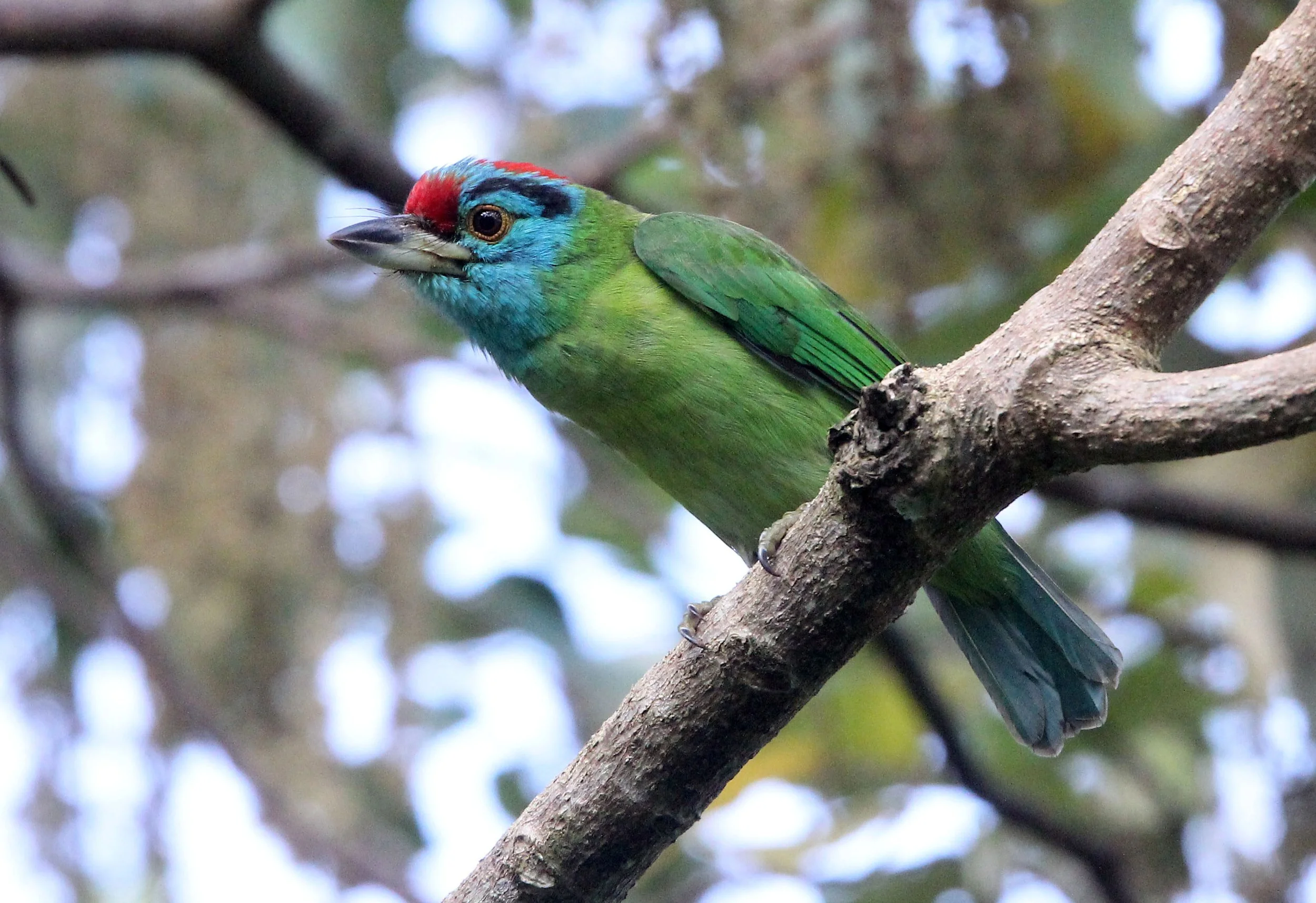 BARBET - BLUE-THROATED BARBET - Megalaima asiatica - KAENG KRACHAN THAILAND (13).JPG