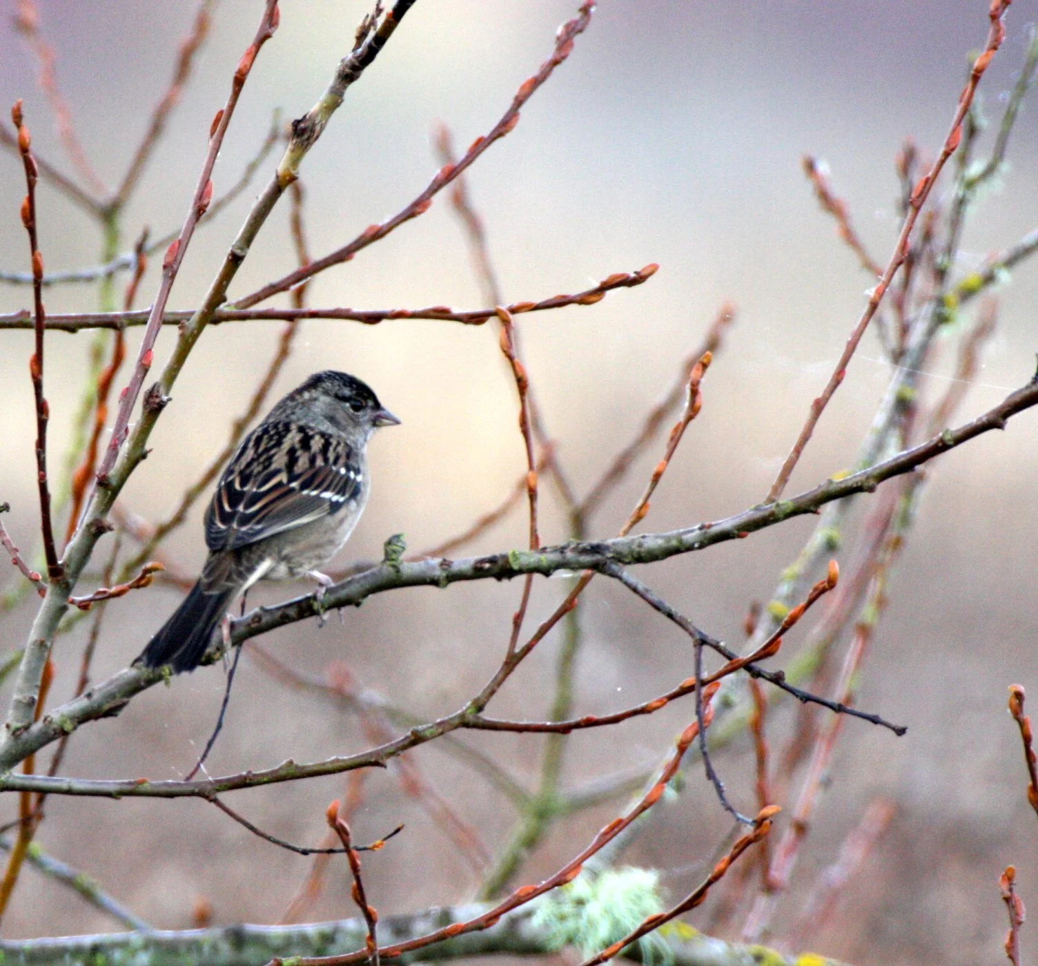 White-crowned Sparrow (Zonotrichia leucophrys) Sequim Dungeness Wetlands Olympic Peninsula (3).JPG