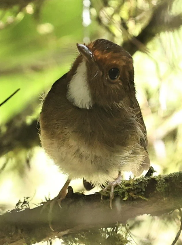 Anthipes solitaris - RUFOUS-BROWED FLYCATCHER - FRASER'S HILL, MALAYSIA JUNE 2022 (4).jpg