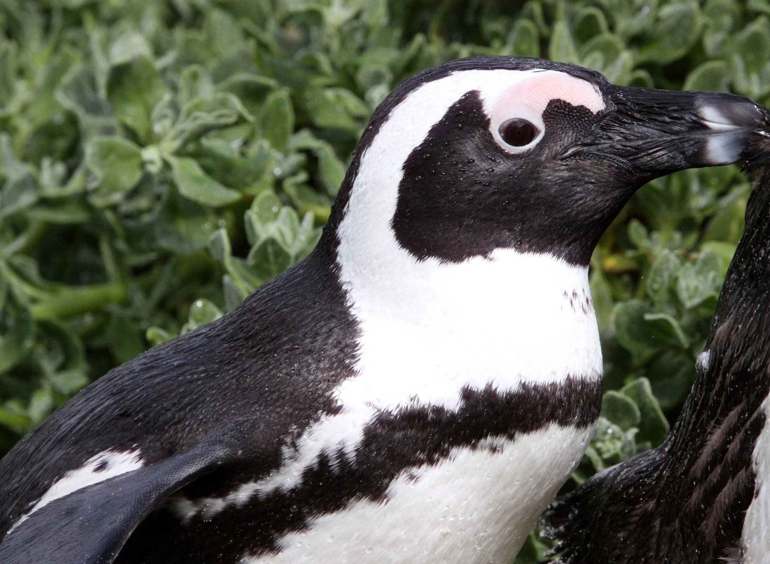 Jackass or African Penguin (Spheniscus demersus) Simon's Town Rookery, Table Mountain NP South Africa (110).JPG