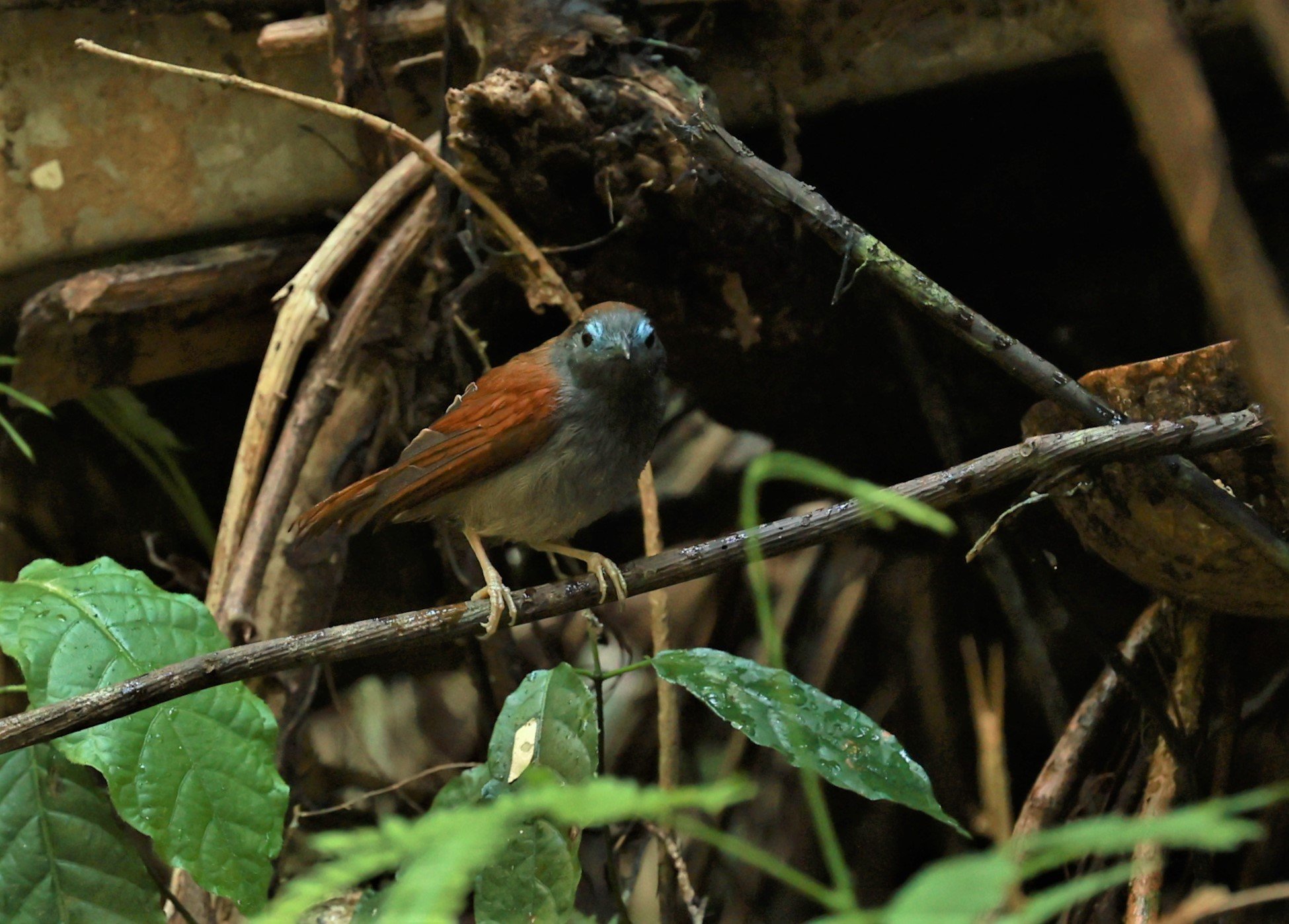 BABBLER - CHESTNUT-WINGED BABBLER - Cyanoderma erythropterum - KRUNG CHING, KHAO LUANG NATIONAL PARK, THAILAND APRIL 2023 (9).jpg