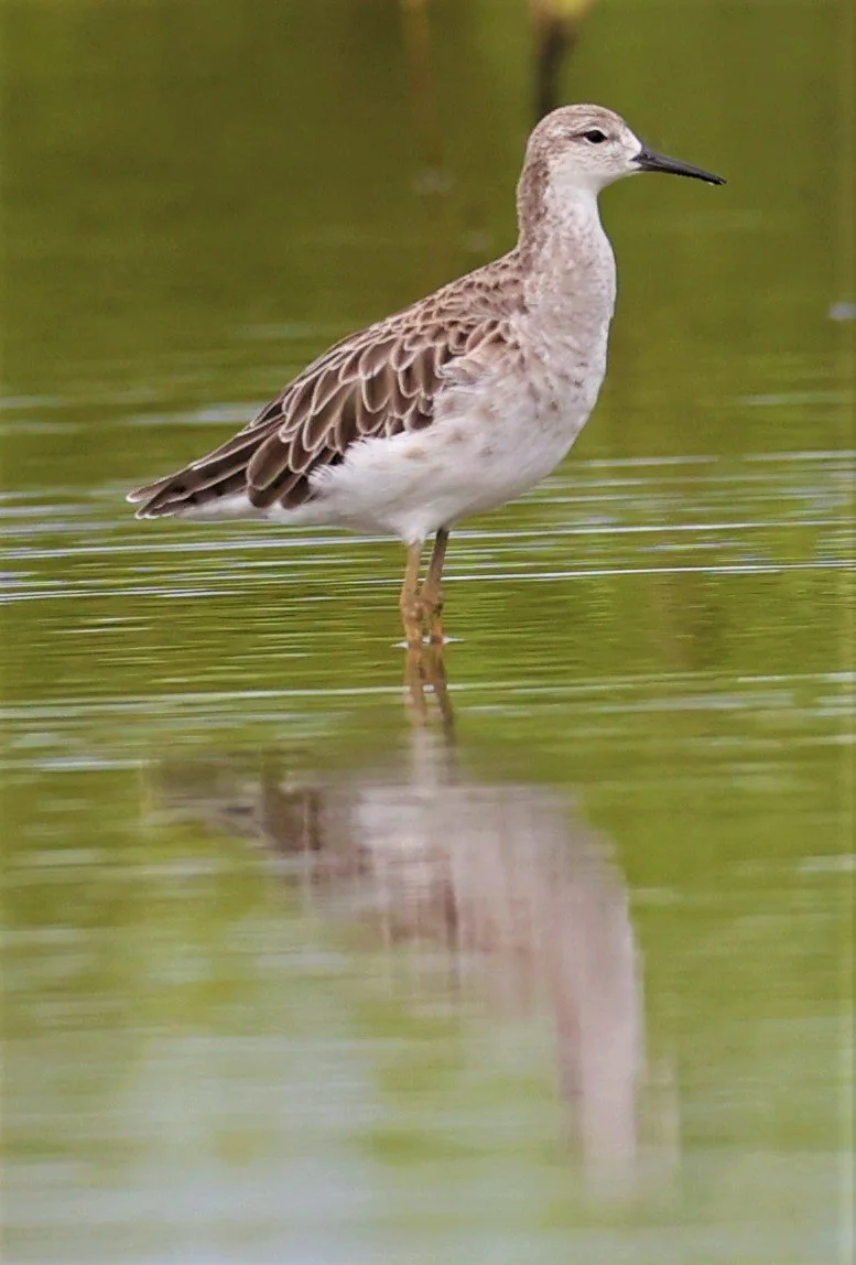 RUFF - Philomachus pugnax - BANG PAKONG SALT PANS CHACHOENGSAO WEST OF RIVER (44).jpg