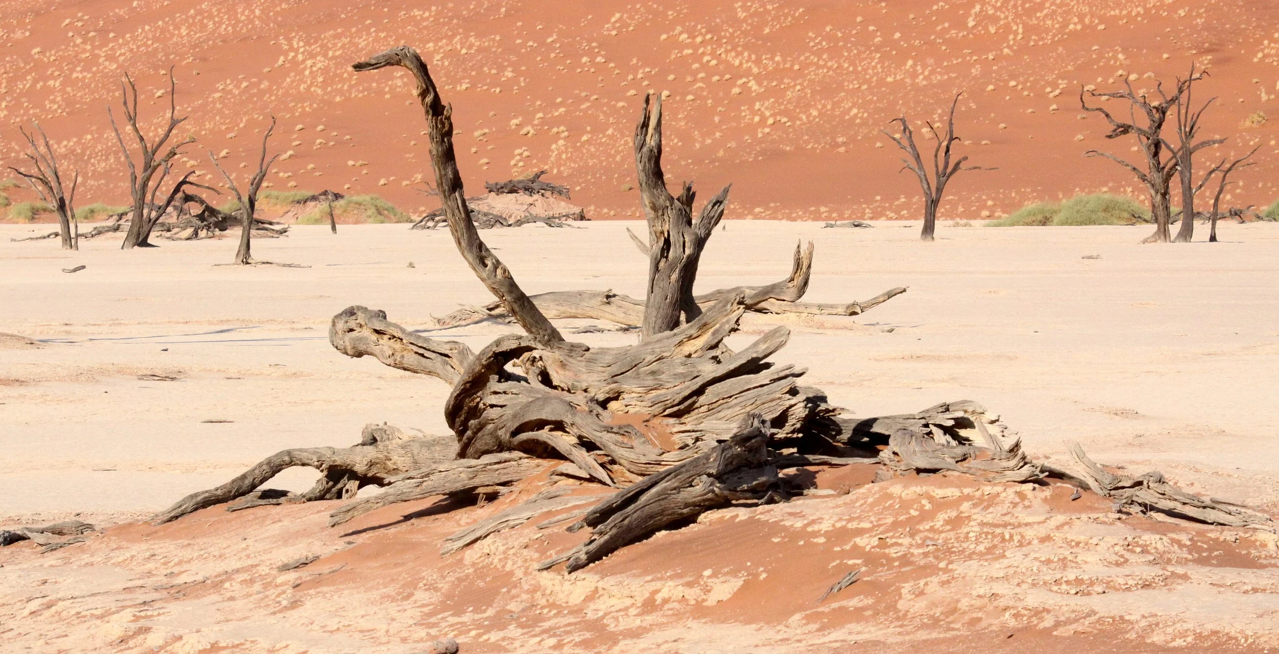SOSSUSVLEI, NAMIB NAUKLUFT NATIONAL PARK, NAMIBIA - DEAD VLEI (53).JPG