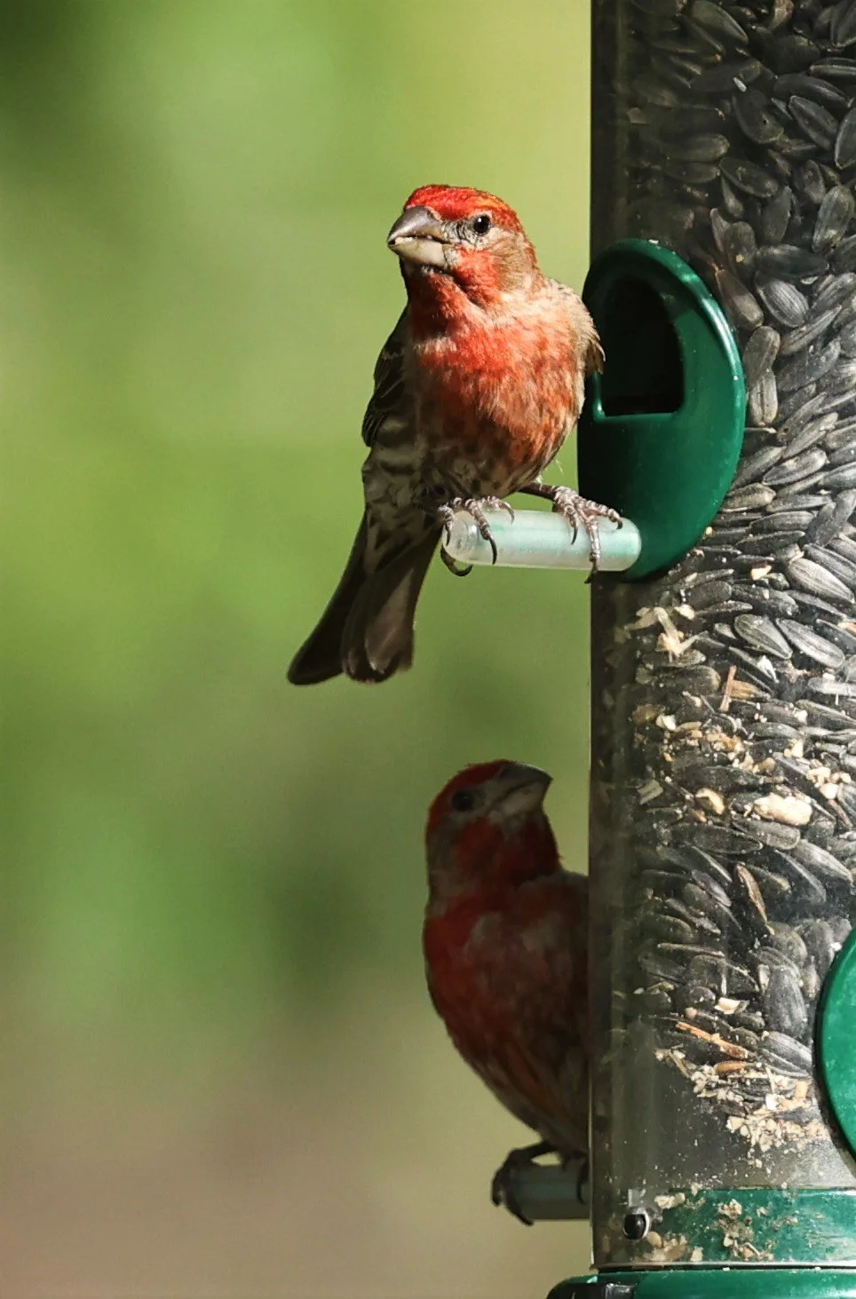 House Finch (Haemorhous mexicanus) Cave Creek Arizona (23).jpg