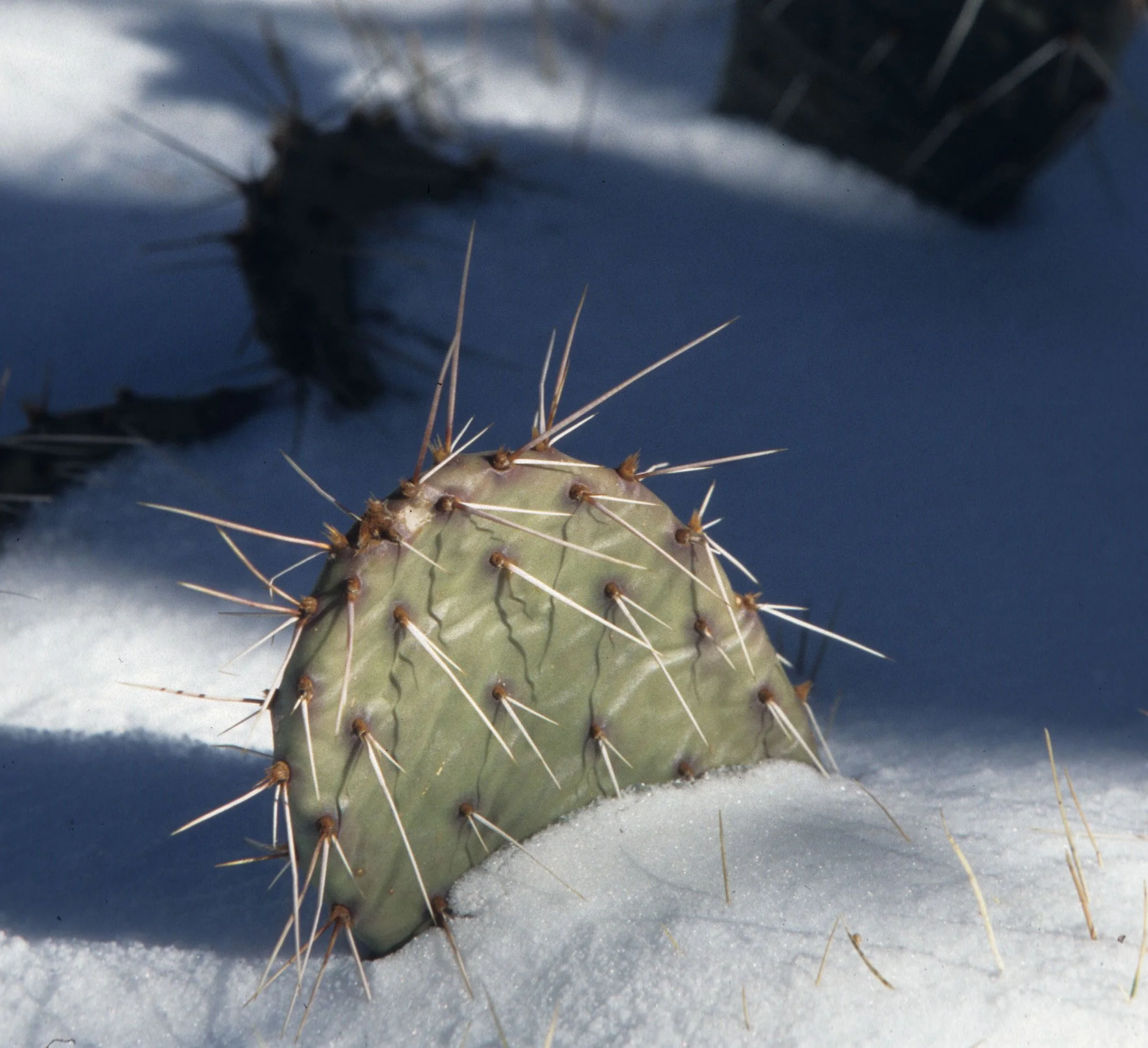 ARIZONA - GRAND CANYON - SOUTH RIM VIEW - OPUNTIA PHAEACANTHA - BEAVERTAIL CACTUS A.jpg