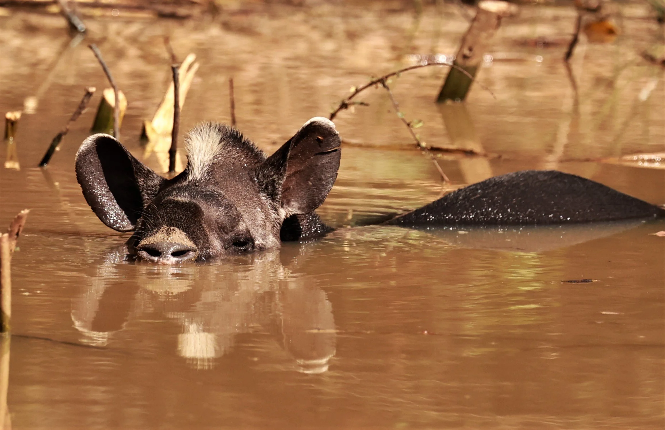 Tapirus terrestris - Brazilian or Southern Tapir - Porto Alegre Lodge, Pantanal (7).JPG